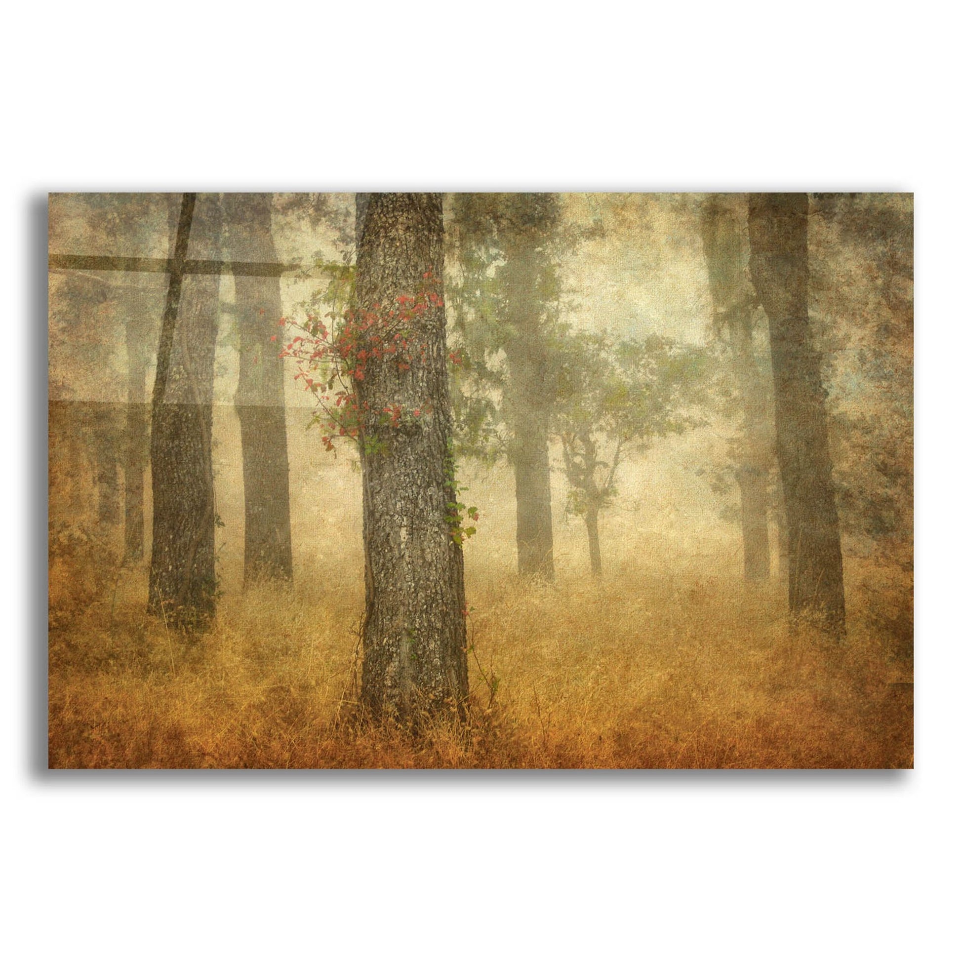 Epic Art 'Oak Grove In Fog' by William Guion, Acrylic Glass Wall Art