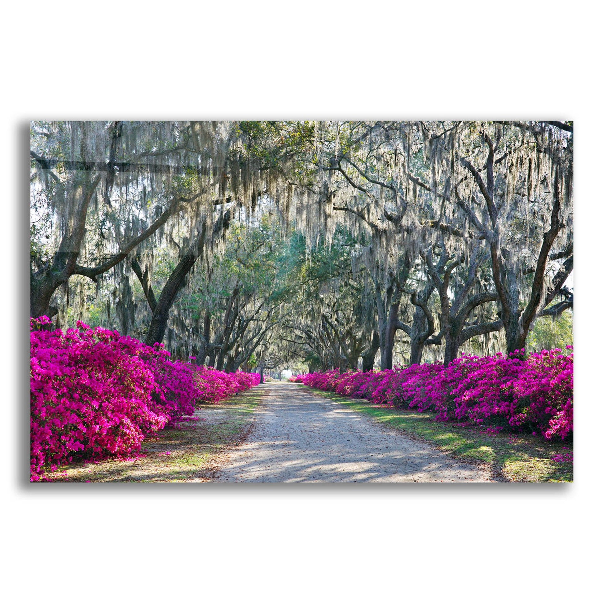 Epic Art 'Azaleas Bonaventure' by Winthrope Hiers, Acrylic Glass Wall Art