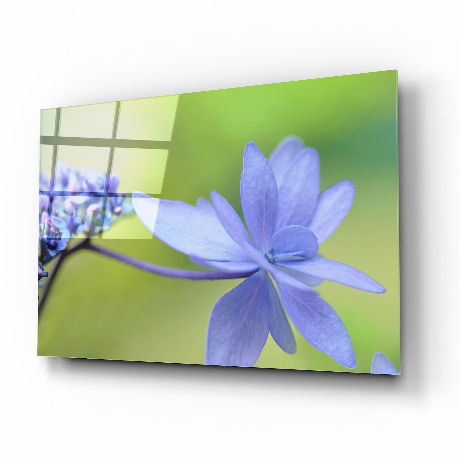 Epic Art 'Blue HCora Nieleydrangea' by Cora Niele, Acrylic Glass Wall Art,16x12