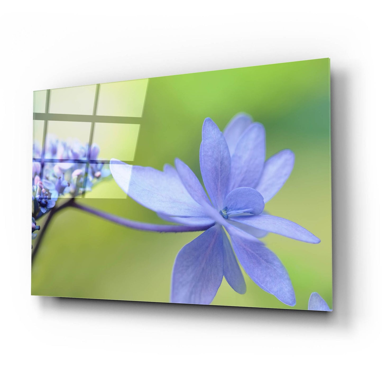 Epic Art 'Blue HCora Nieleydrangea' by Cora Niele, Acrylic Glass Wall Art,24x16