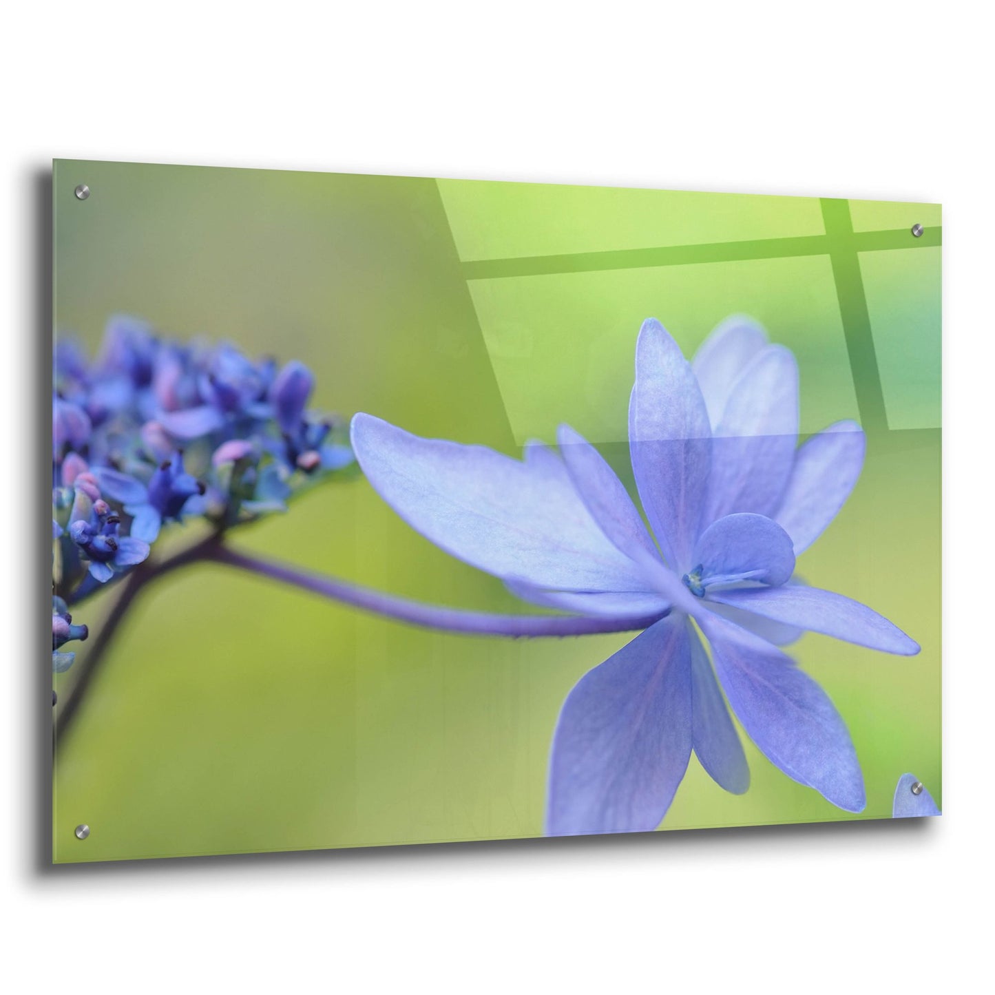 Epic Art 'Blue HCora Nieleydrangea' by Cora Niele, Acrylic Glass Wall Art,36x24