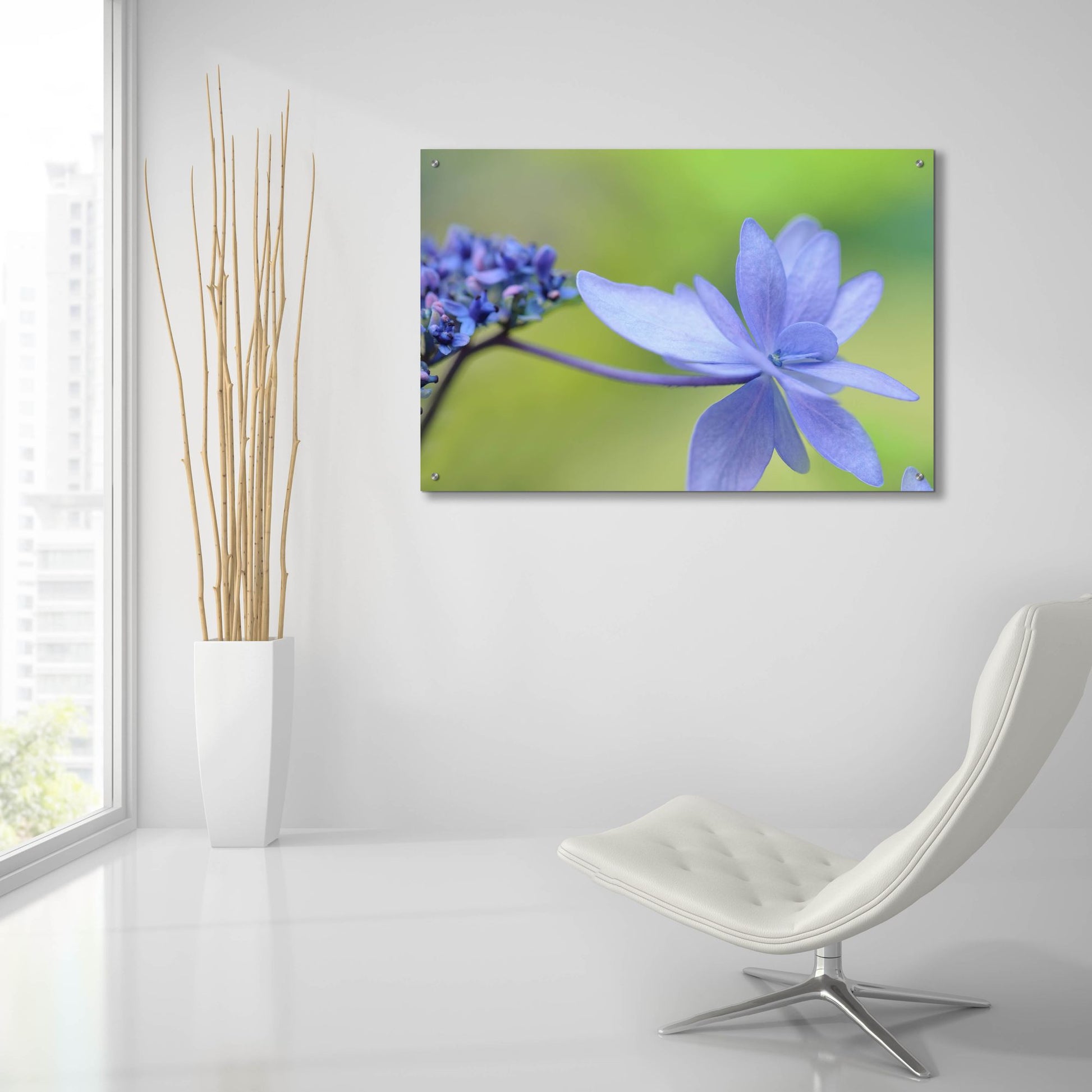 Epic Art 'Blue HCora Nieleydrangea' by Cora Niele, Acrylic Glass Wall Art,36x24