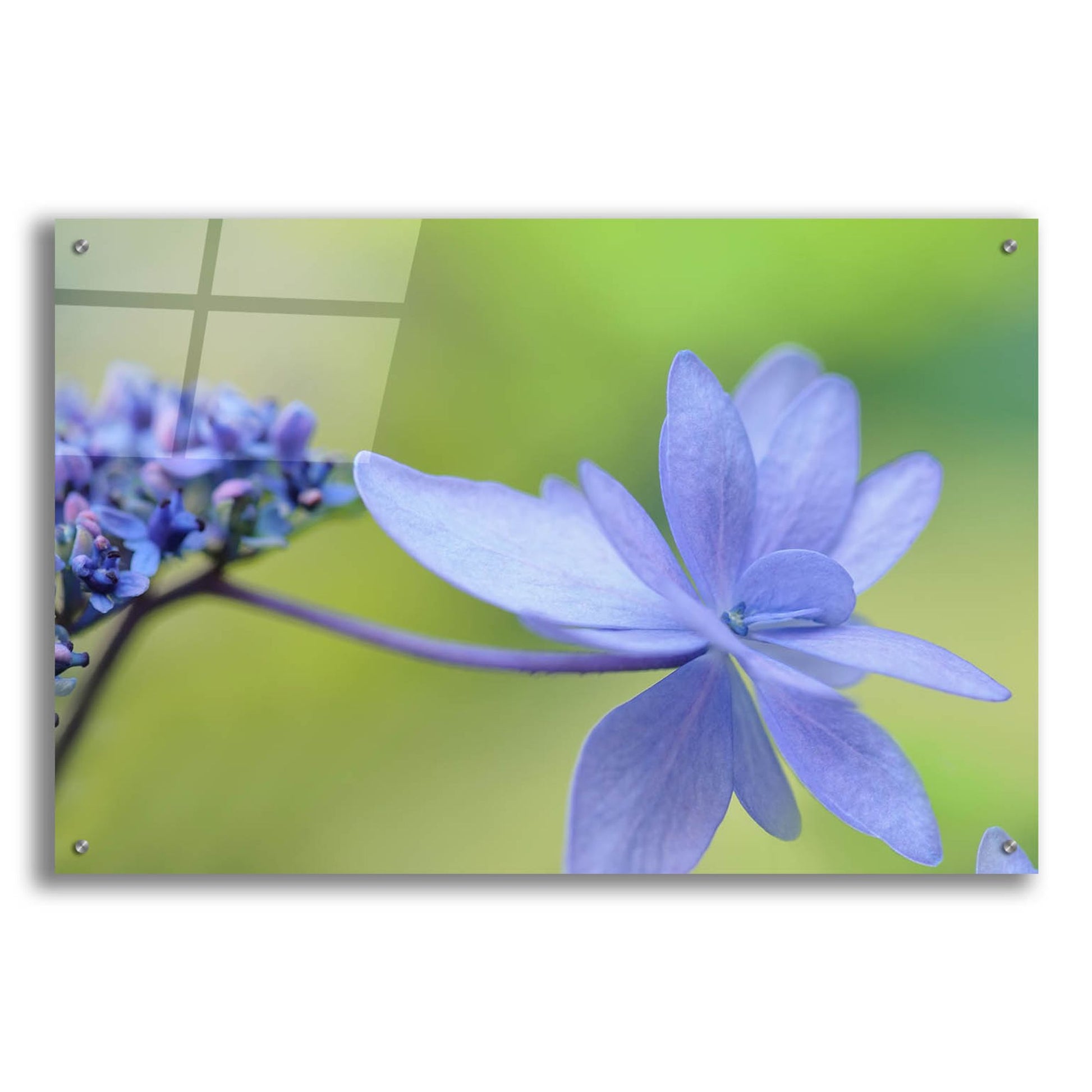 Epic Art 'Blue HCora Nieleydrangea' by Cora Niele, Acrylic Glass Wall Art,36x24