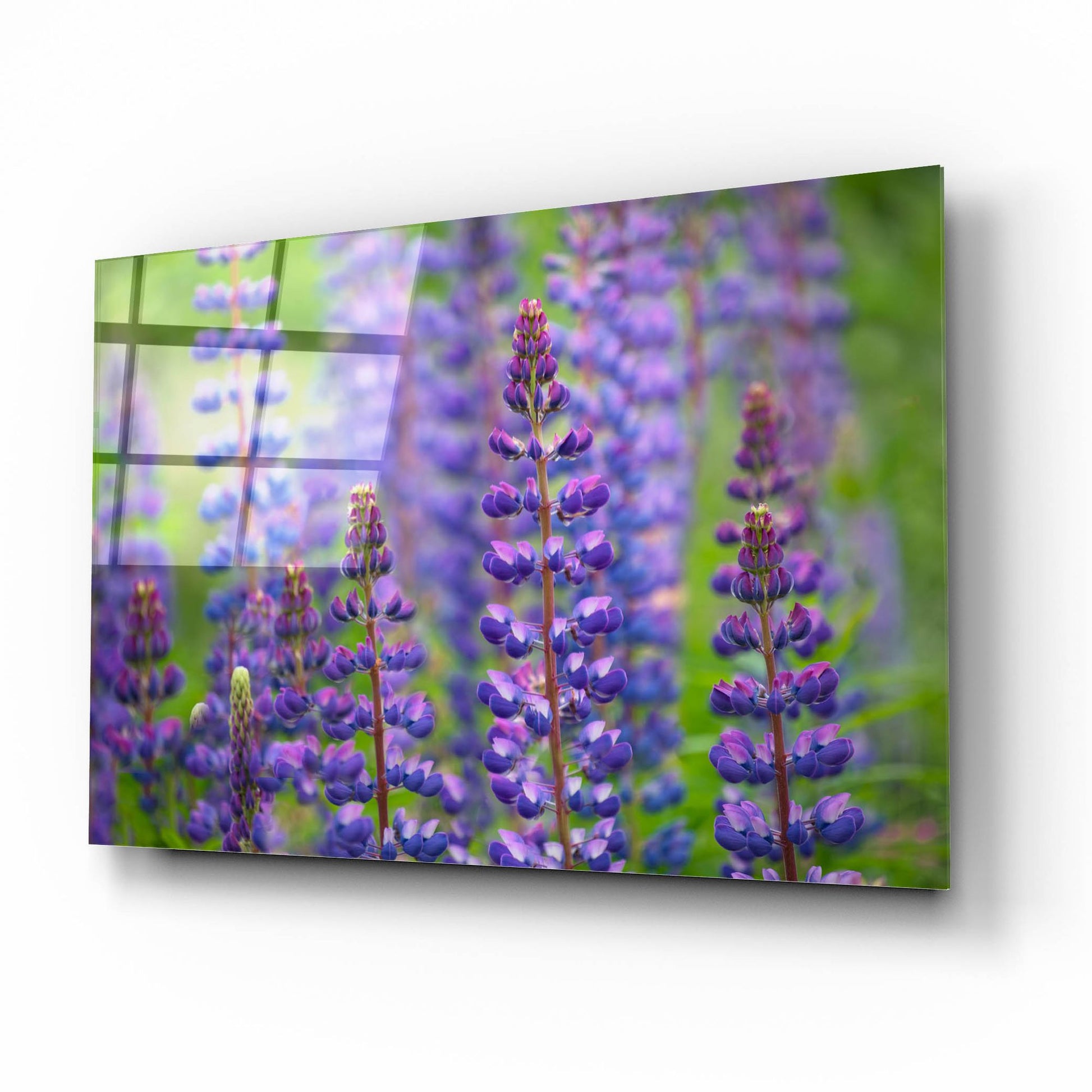 Epic Art 'Blue Lupine Flowers' by Cora Niele, Acrylic Glass Wall Art,16x12