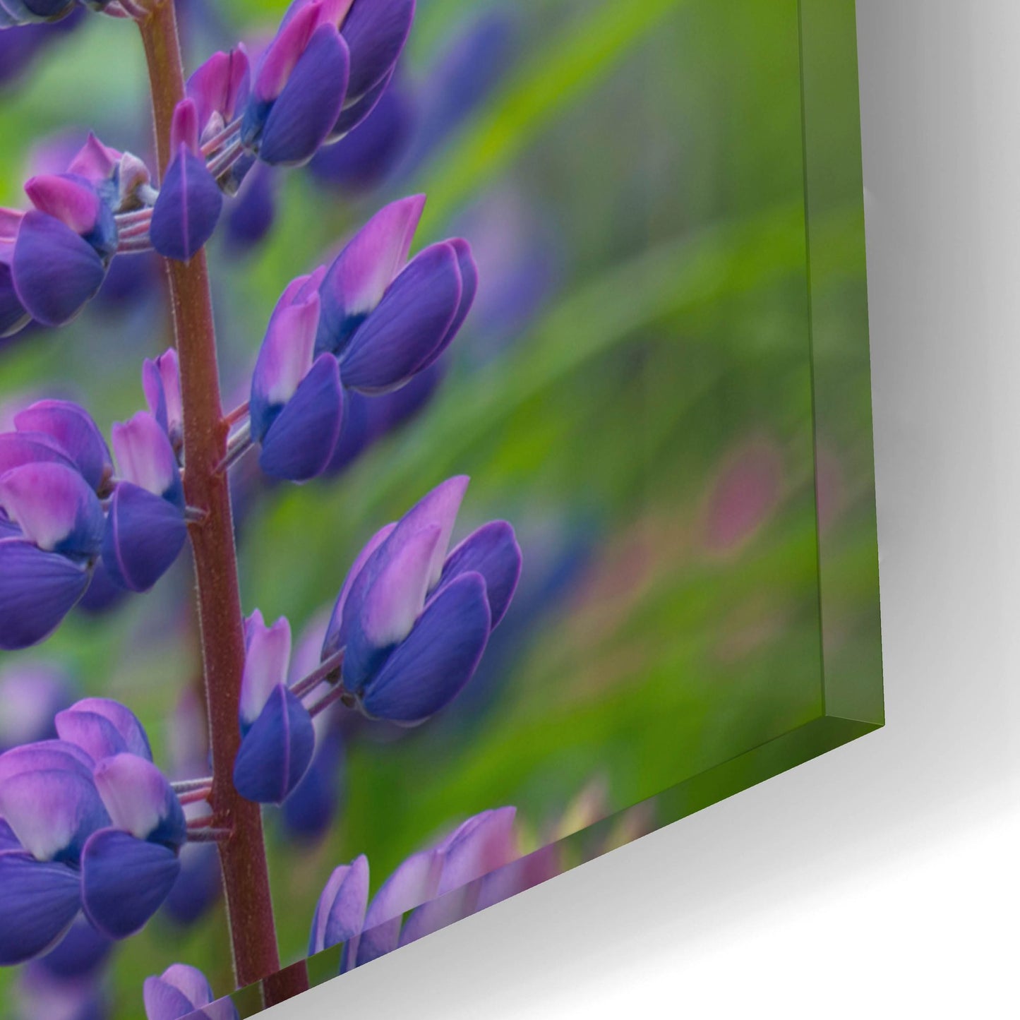 Epic Art 'Blue Lupine Flowers' by Cora Niele, Acrylic Glass Wall Art,16x12