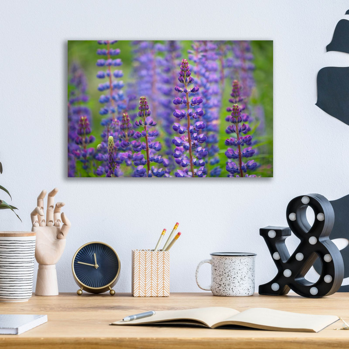 Blue Lupine Flowers by Cora Niele - 16x12 acrylic wall art in a room