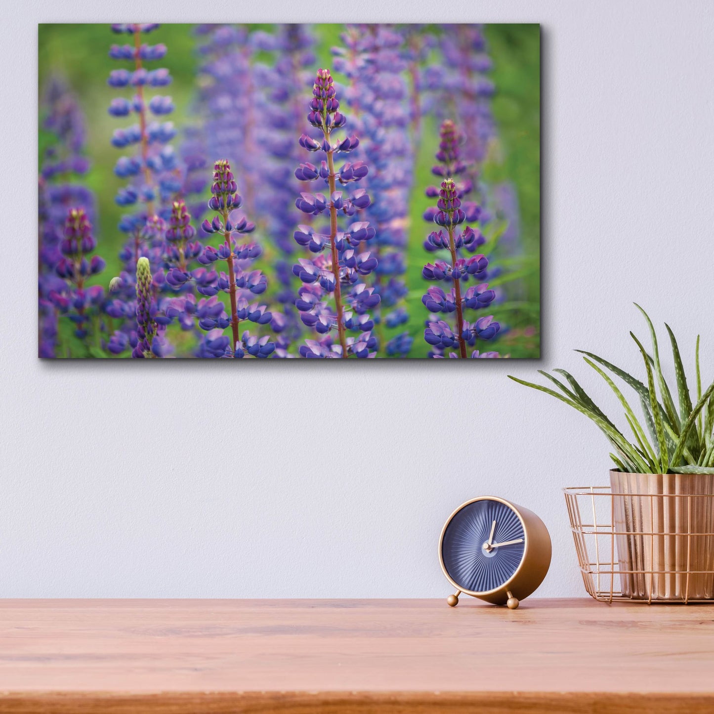 Epic Art 'Blue Lupine Flowers' by Cora Niele, Acrylic Glass Wall Art,16x12