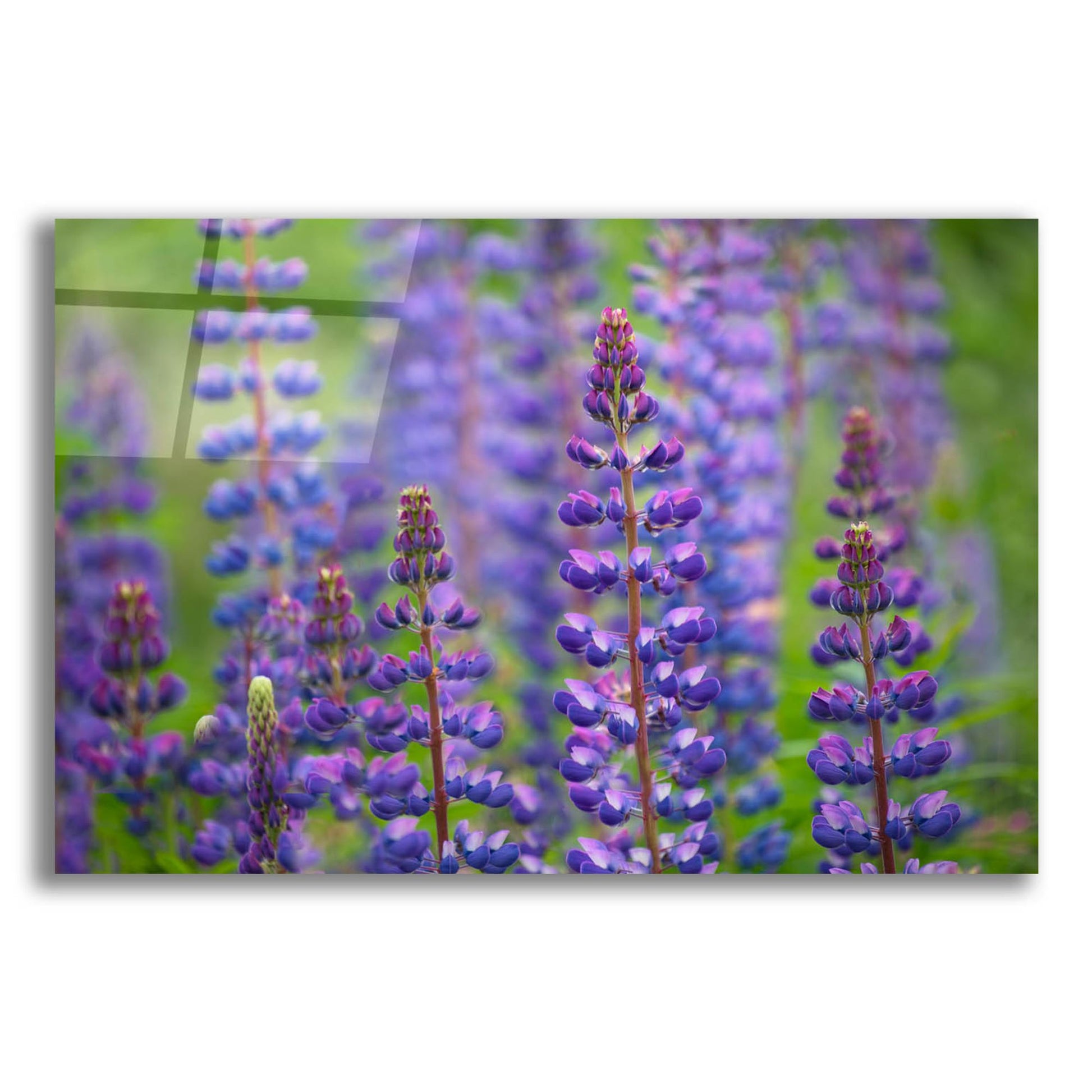 Epic Art 'Blue Lupine Flowers' by Cora Niele, Acrylic Glass Wall Art,16x12