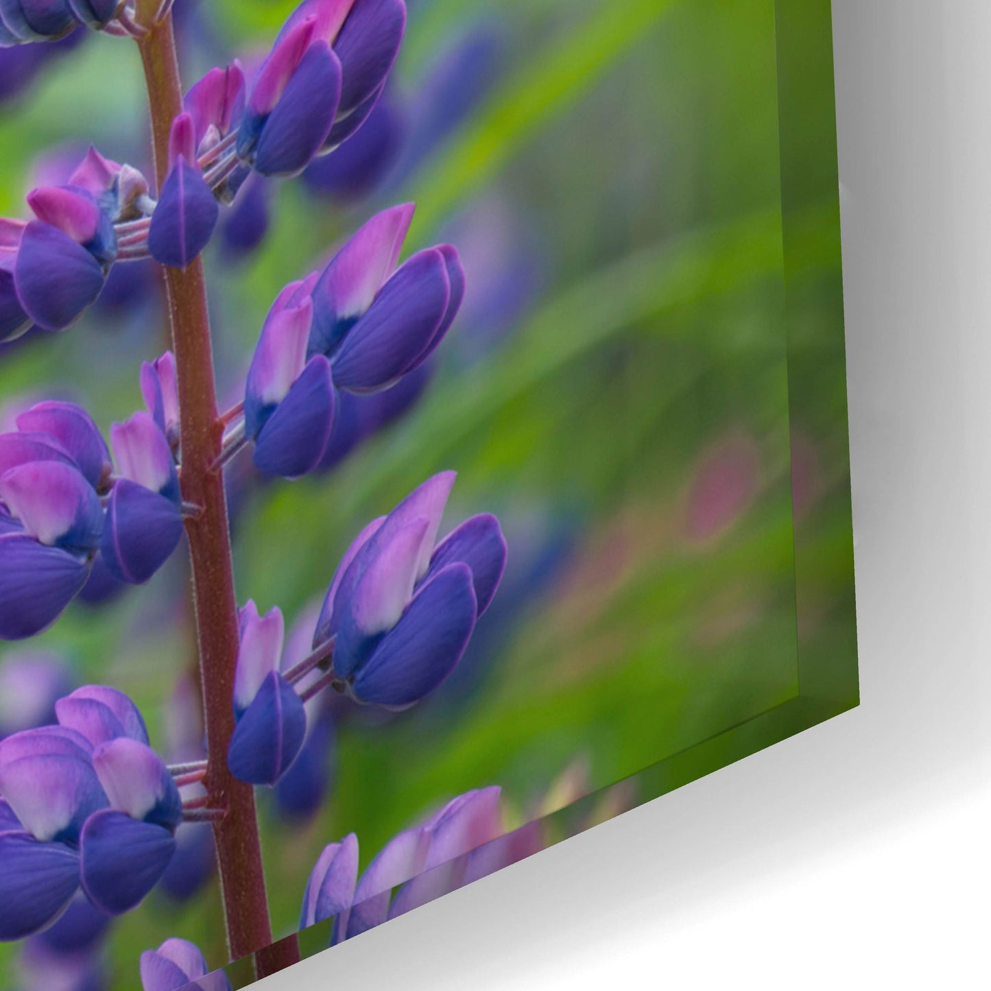 Epic Art 'Blue Lupine Flowers' by Cora Niele, Acrylic Glass Wall Art,24x16