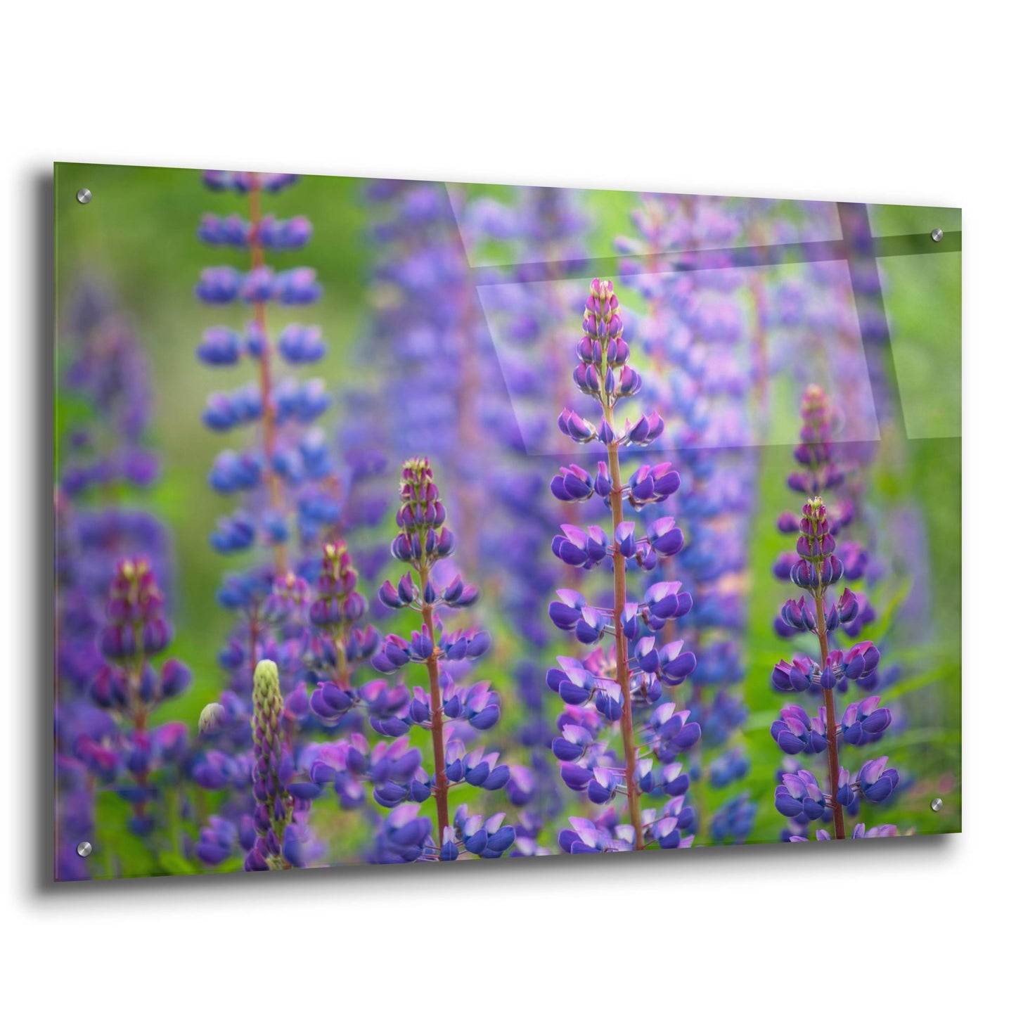 Epic Art 'Blue Lupine Flowers' by Cora Niele, Acrylic Glass Wall Art,36x24