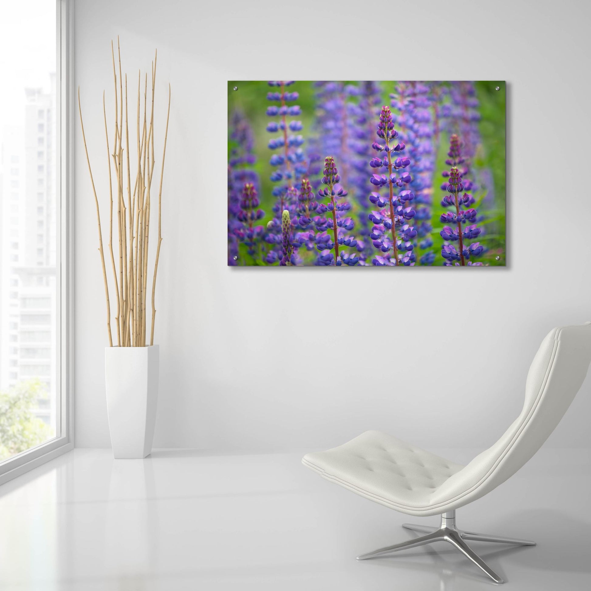 Epic Art 'Blue Lupine Flowers' by Cora Niele, Acrylic Glass Wall Art,36x24