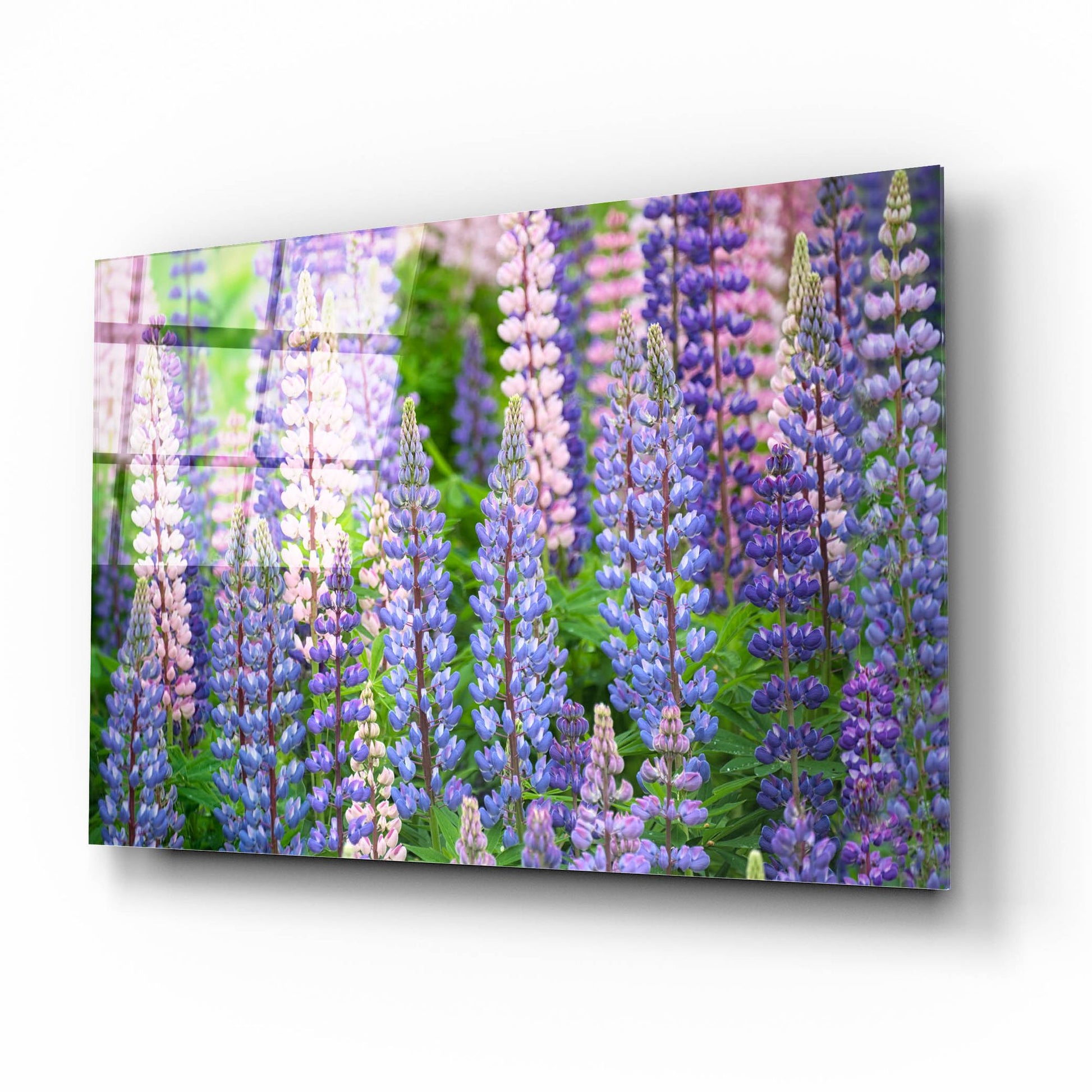 Epic Art 'Blue Pink Lupine Field' by Cora Niele, Acrylic Glass Wall Art,16x12