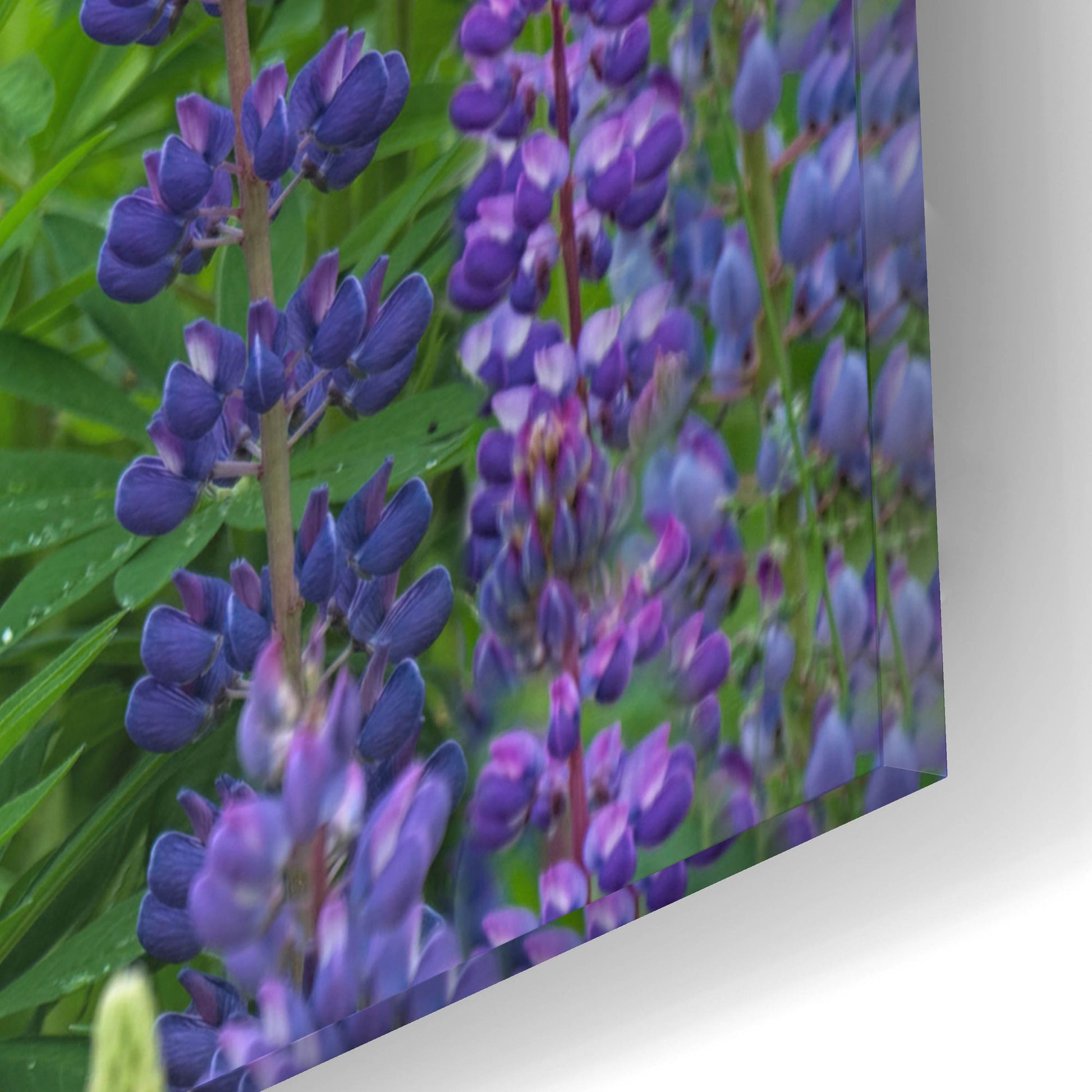 Epic Art 'Blue Pink Lupine Field' by Cora Niele, Acrylic Glass Wall Art,16x12