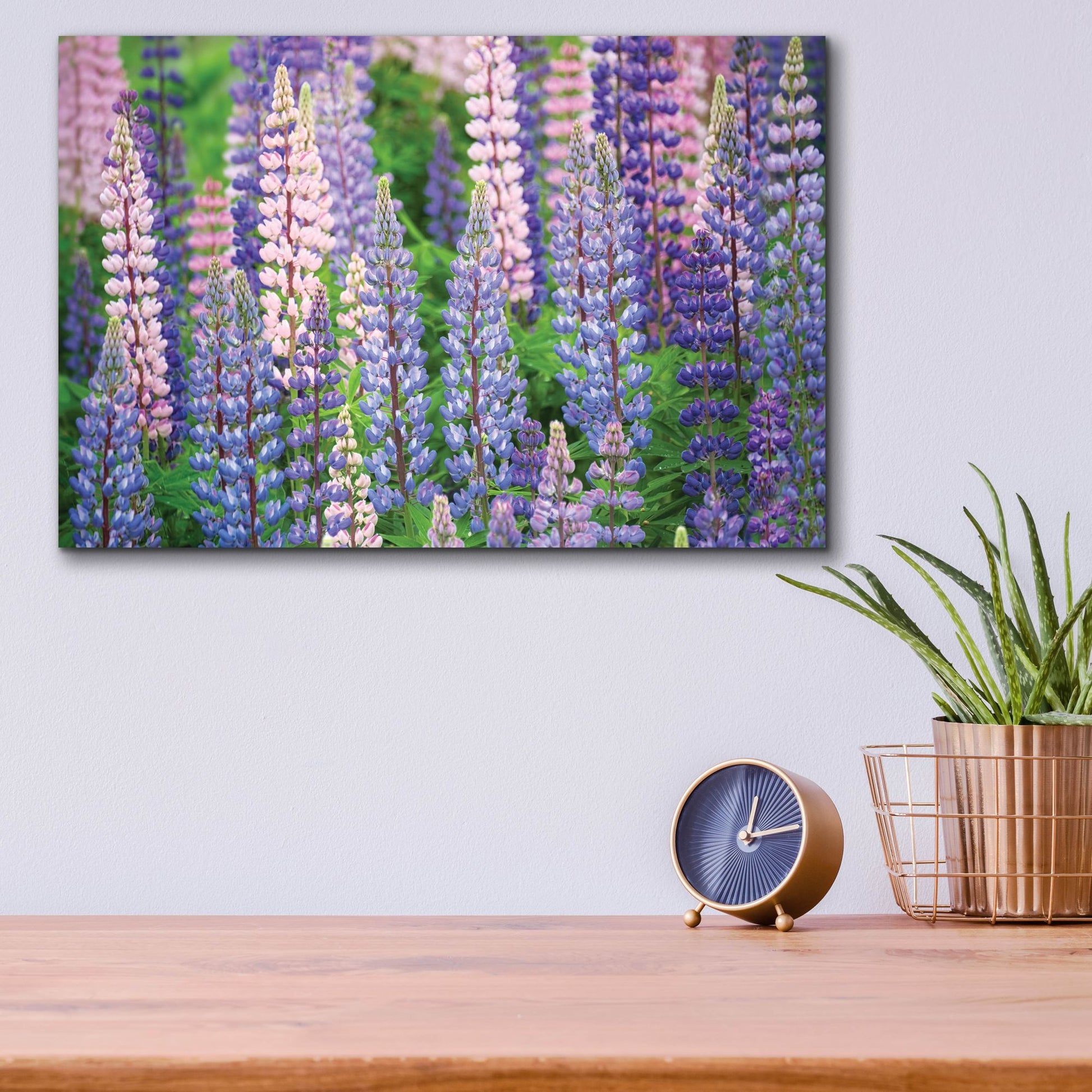 Epic Art 'Blue Pink Lupine Field' by Cora Niele, Acrylic Glass Wall Art,16x12