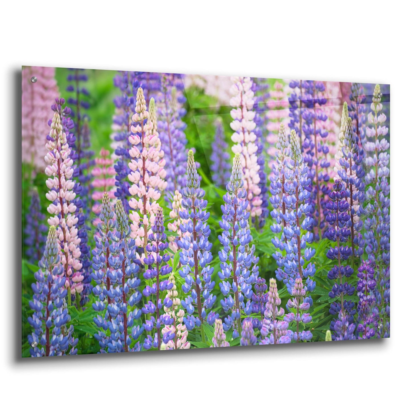 Epic Art 'Blue Pink Lupine Field' by Cora Niele, Acrylic Glass Wall Art,36x24