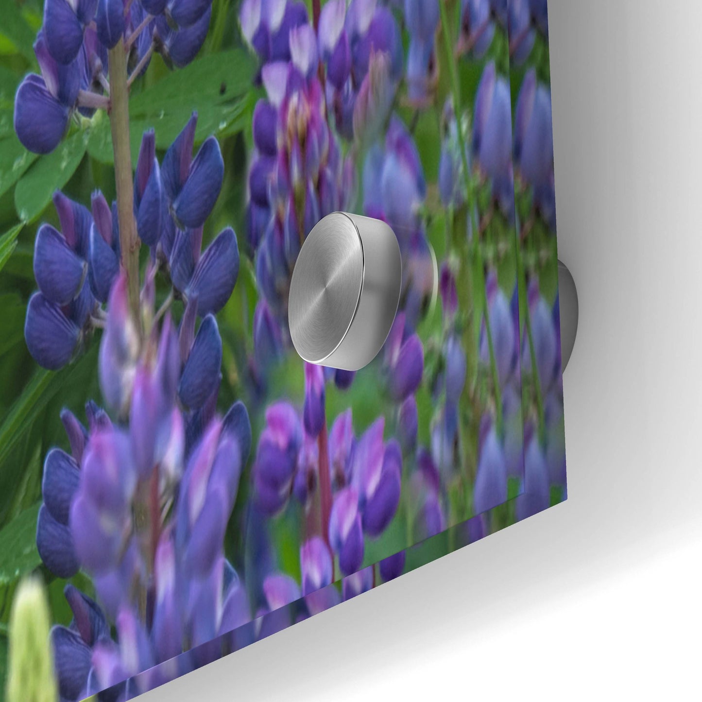 Epic Art 'Blue Pink Lupine Field' by Cora Niele, Acrylic Glass Wall Art,36x24