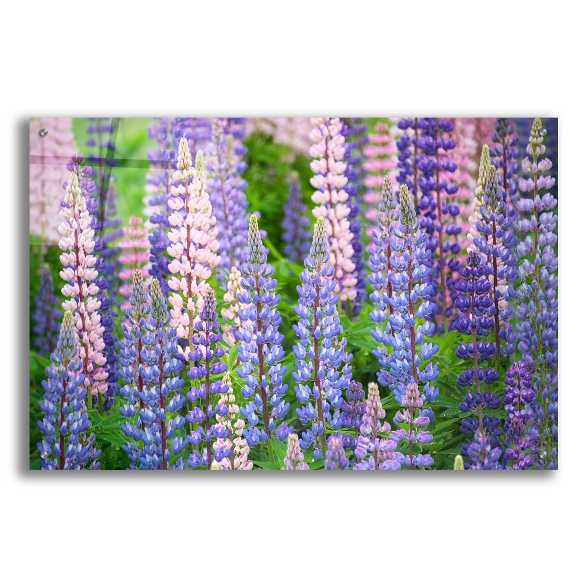 Epic Art 'Blue Pink Lupine Field' by Cora Niele, Acrylic Glass Wall Art,36x24