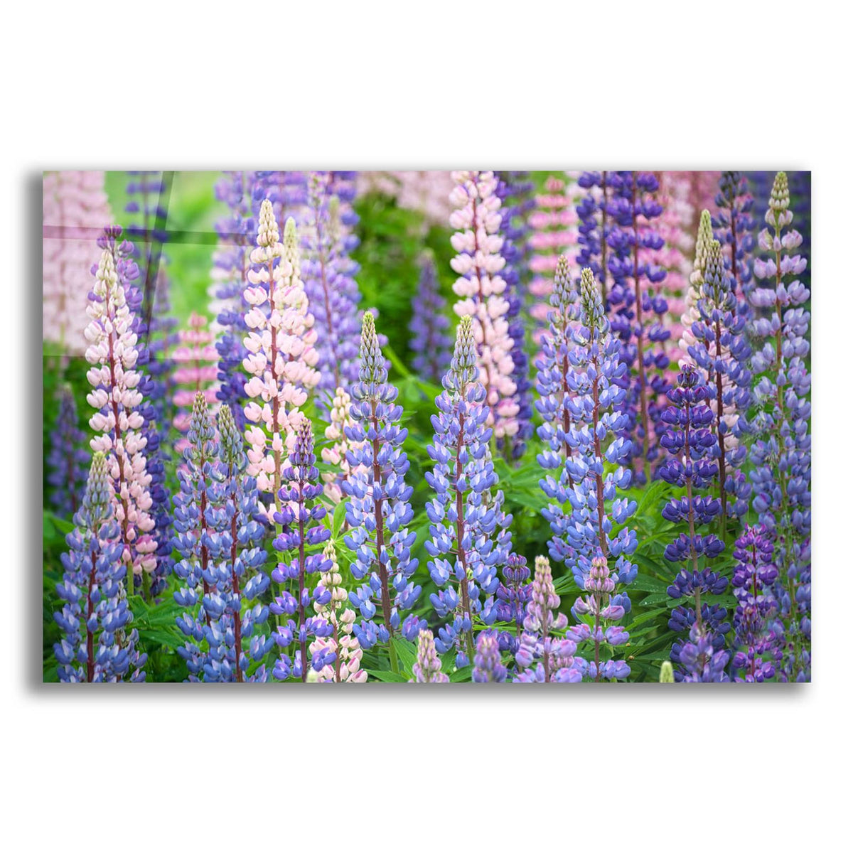 Blue Pink Lupine Field by Cora Niele acrylic glass wall art