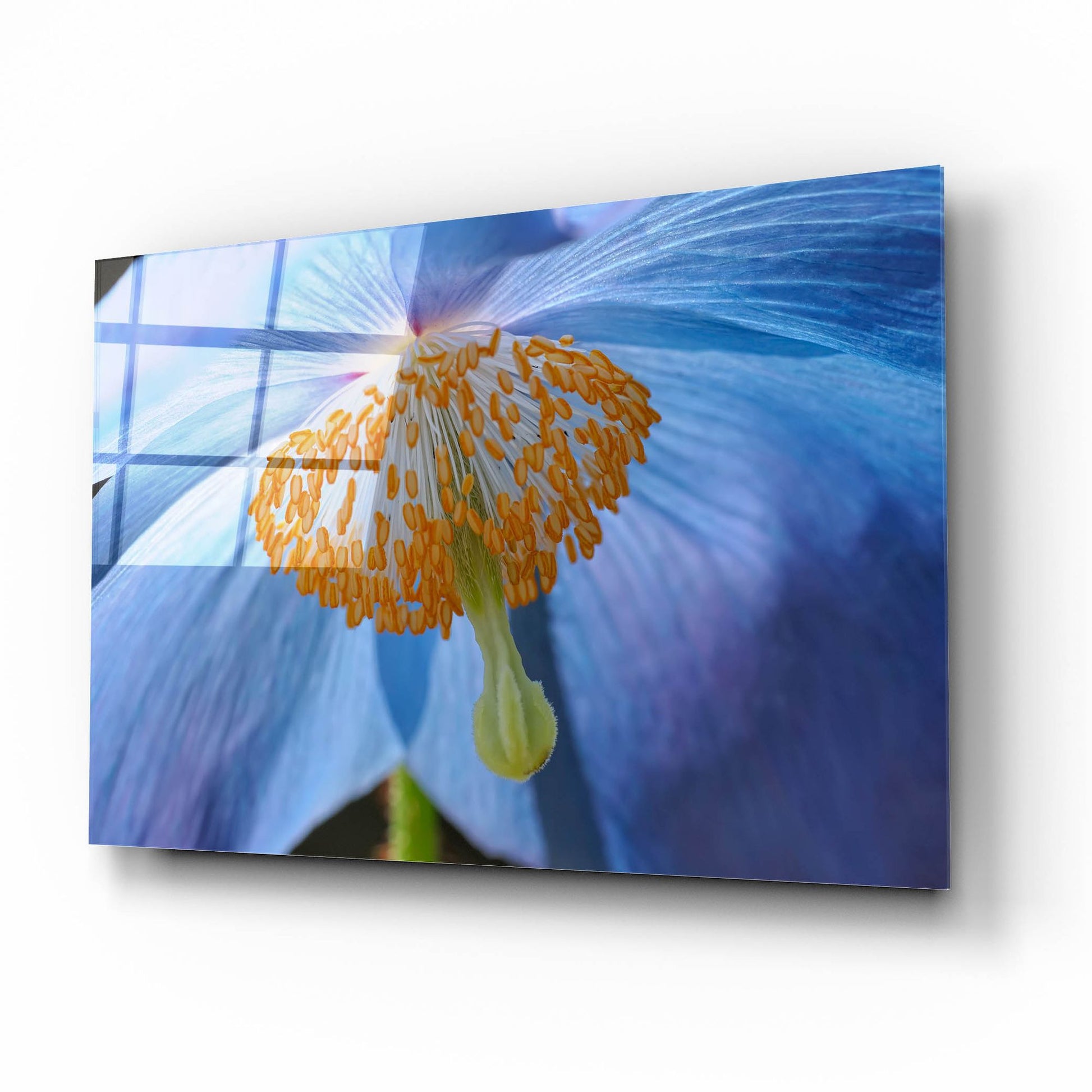 Epic Art 'Blue Poppy' by Cora Niele, Acrylic Glass Wall Art,16x12