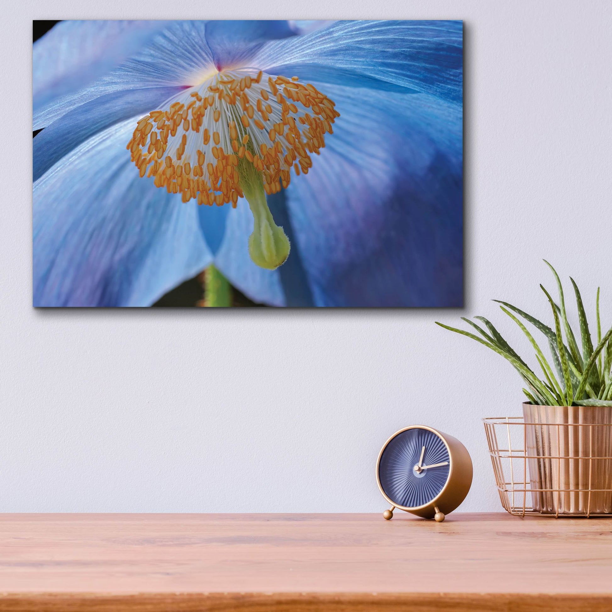 Epic Art 'Blue Poppy' by Cora Niele, Acrylic Glass Wall Art,16x12