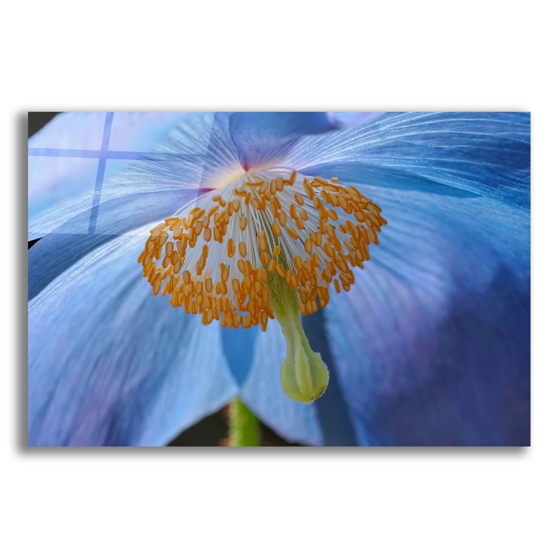 Epic Art 'Blue Poppy' by Cora Niele, Acrylic Glass Wall Art,16x12