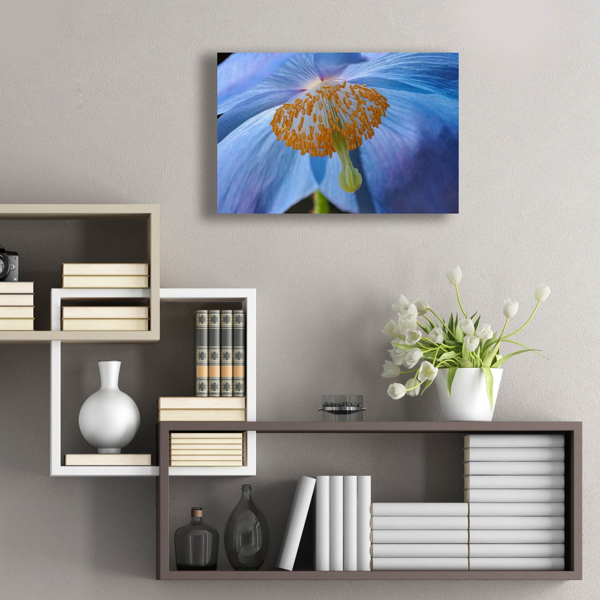 Epic Art 'Blue Poppy' by Cora Niele, Acrylic Glass Wall Art,24x16