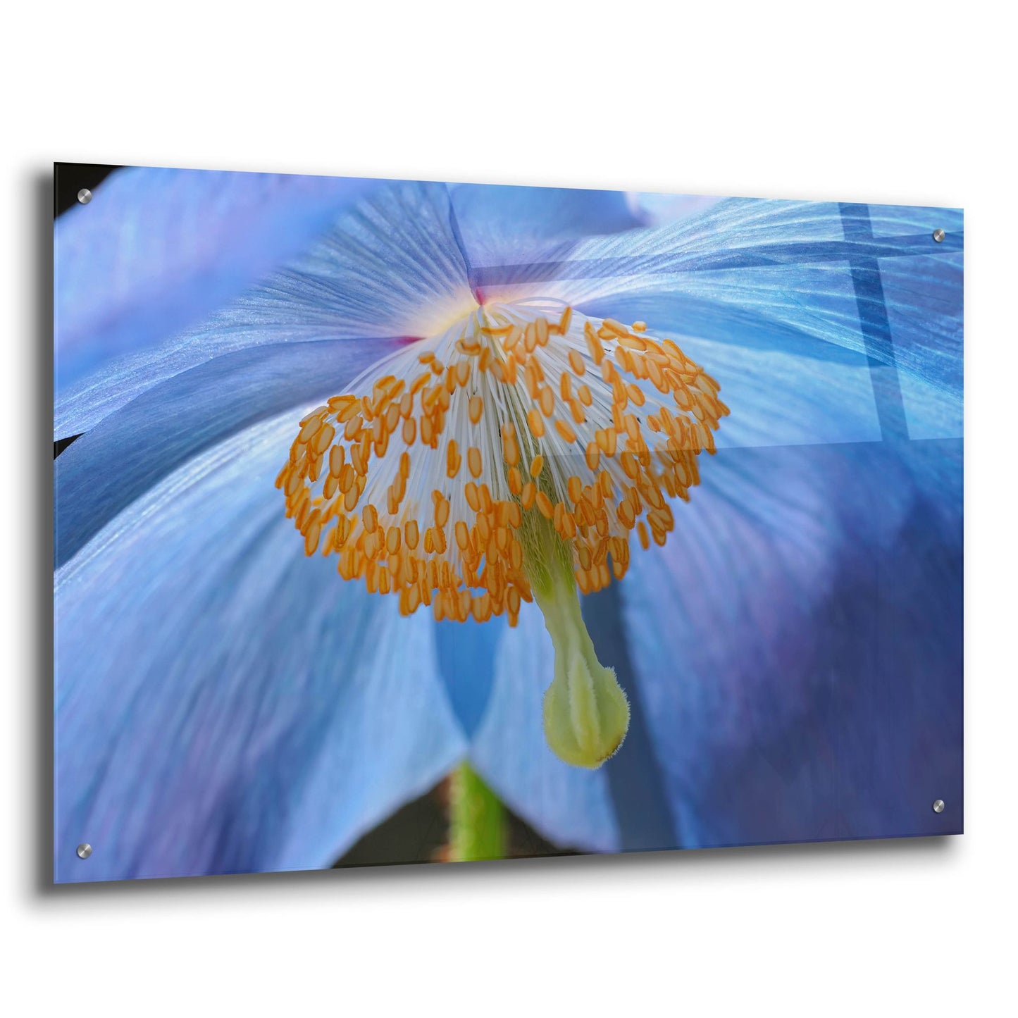 Epic Art 'Blue Poppy' by Cora Niele, Acrylic Glass Wall Art,36x24