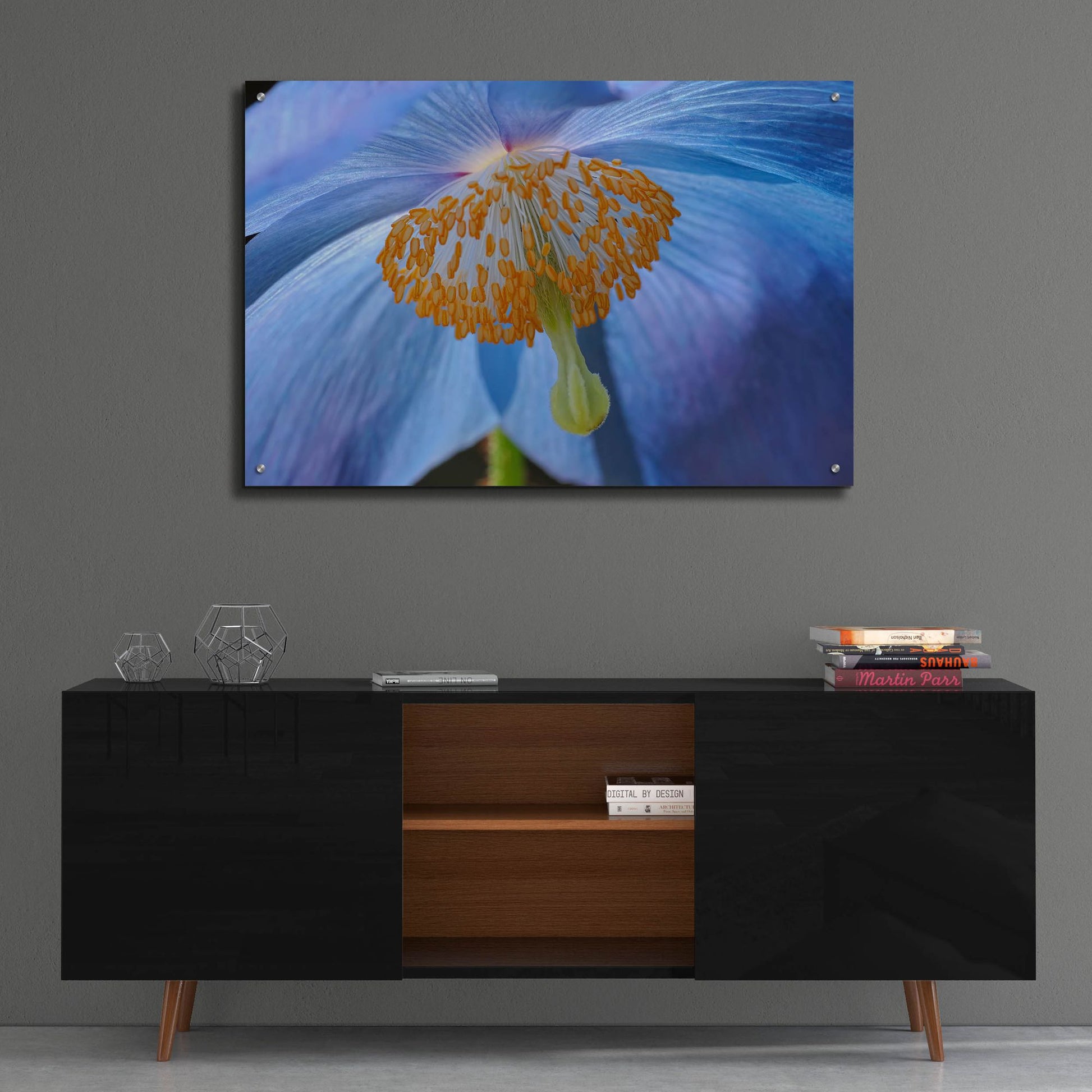 Epic Art 'Blue Poppy' by Cora Niele, Acrylic Glass Wall Art,36x24