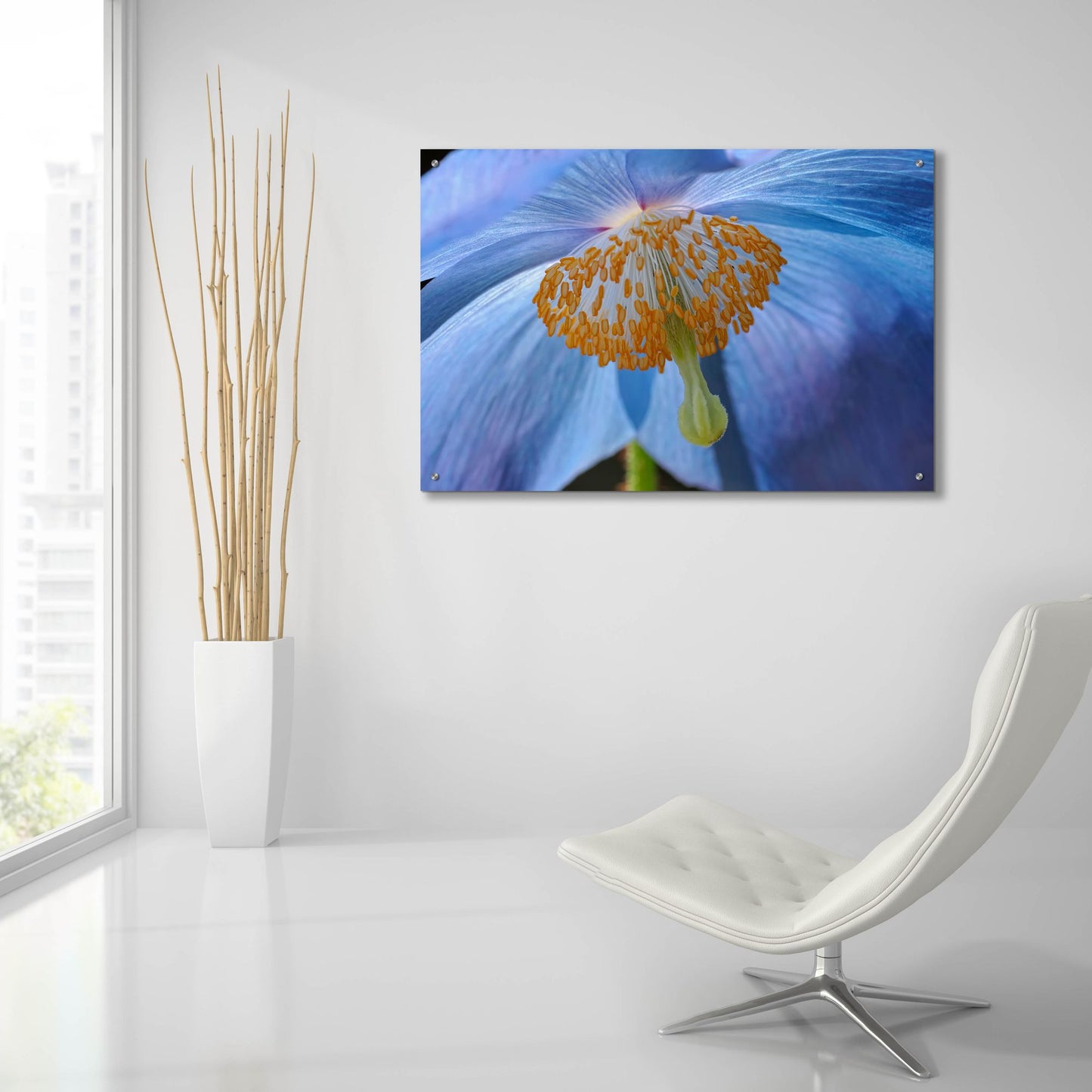 Epic Art 'Blue Poppy' by Cora Niele, Acrylic Glass Wall Art,36x24