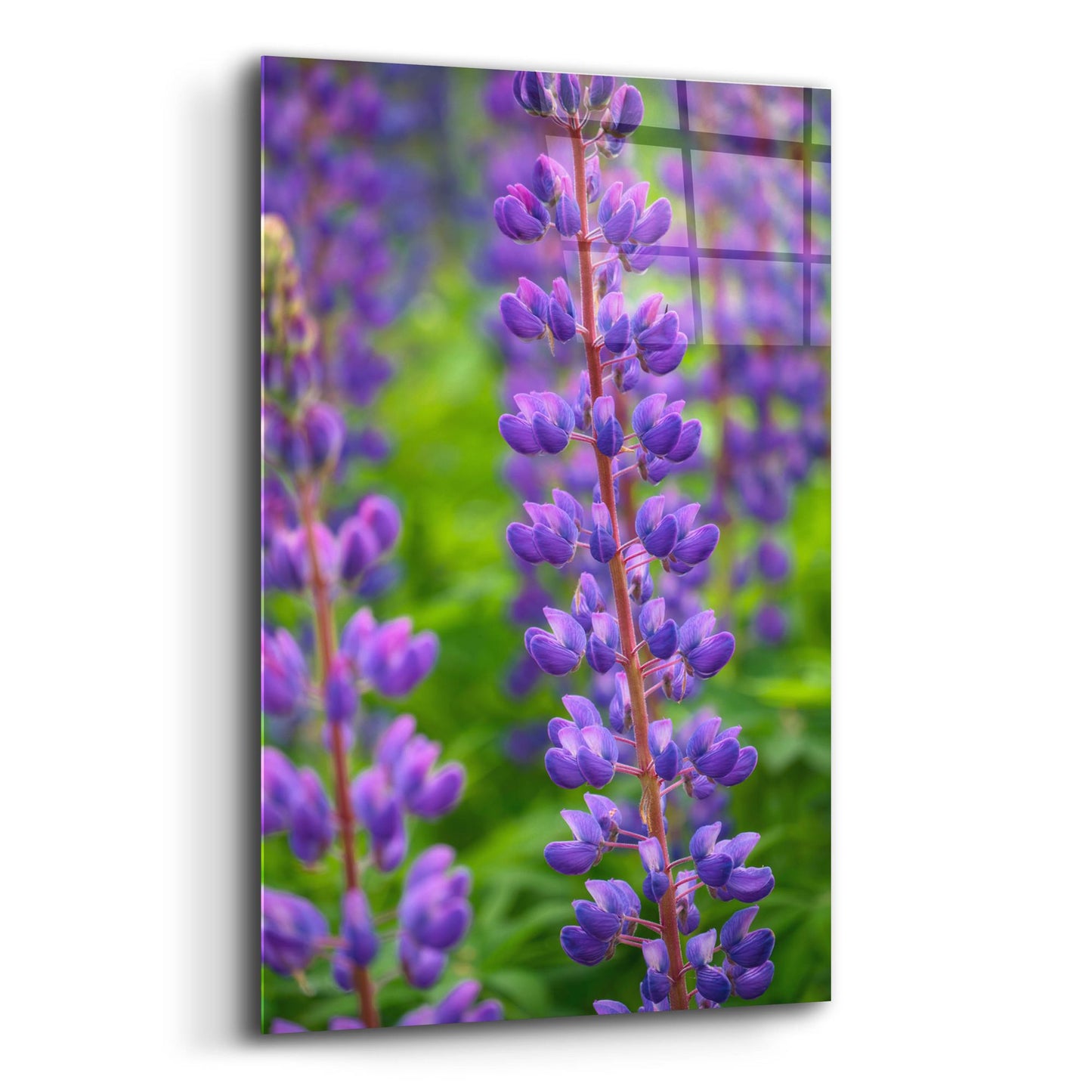 Epic Art 'Blue Violet Lupine Flower' by Cora Niele, Acrylic Glass Wall Art,12x16