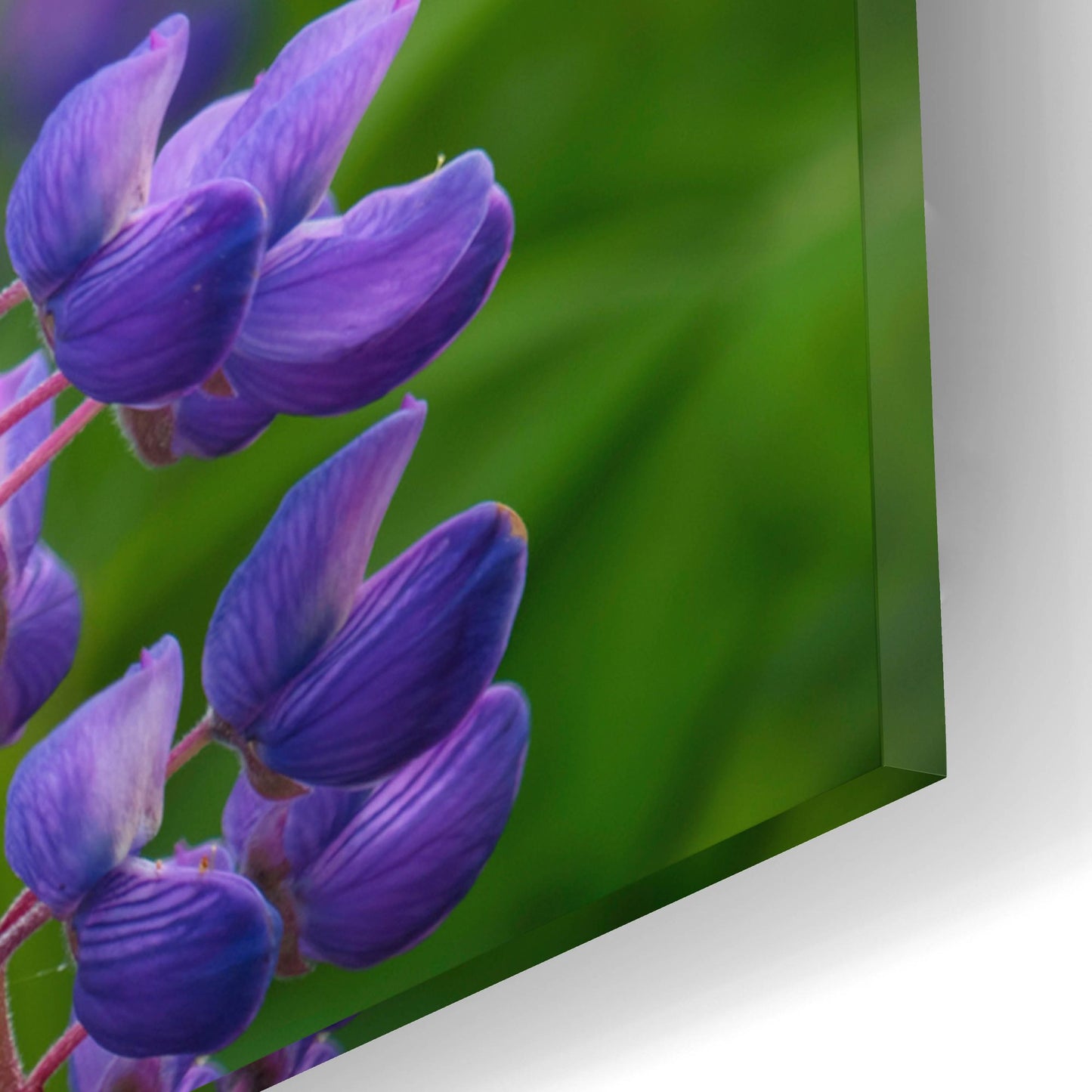 Epic Art 'Blue Violet Lupine Flower' by Cora Niele, Acrylic Glass Wall Art,12x16