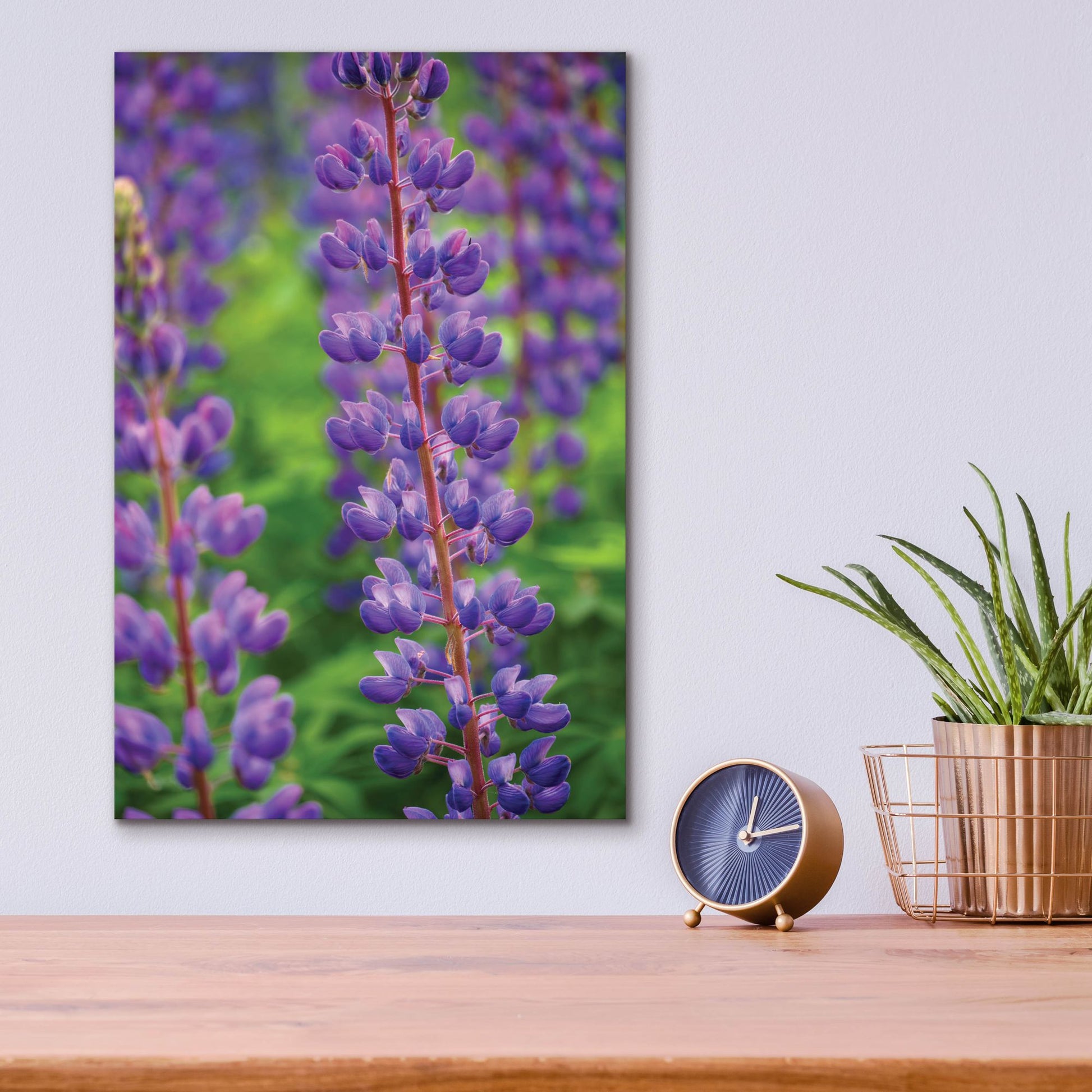 Epic Art 'Blue Violet Lupine Flower' by Cora Niele, Acrylic Glass Wall Art,12x16