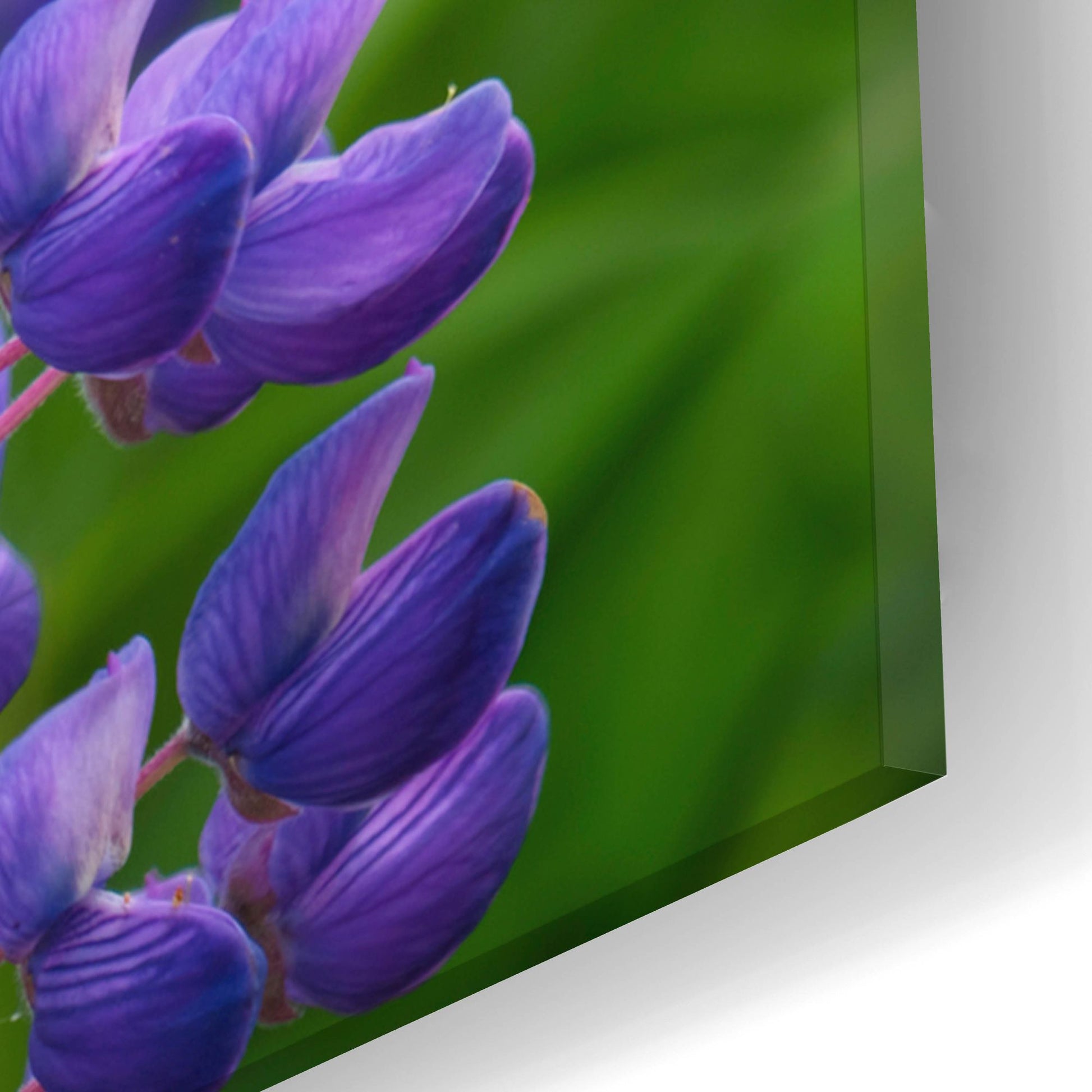 Epic Art 'Blue Violet Lupine Flower' by Cora Niele, Acrylic Glass Wall Art,16x24