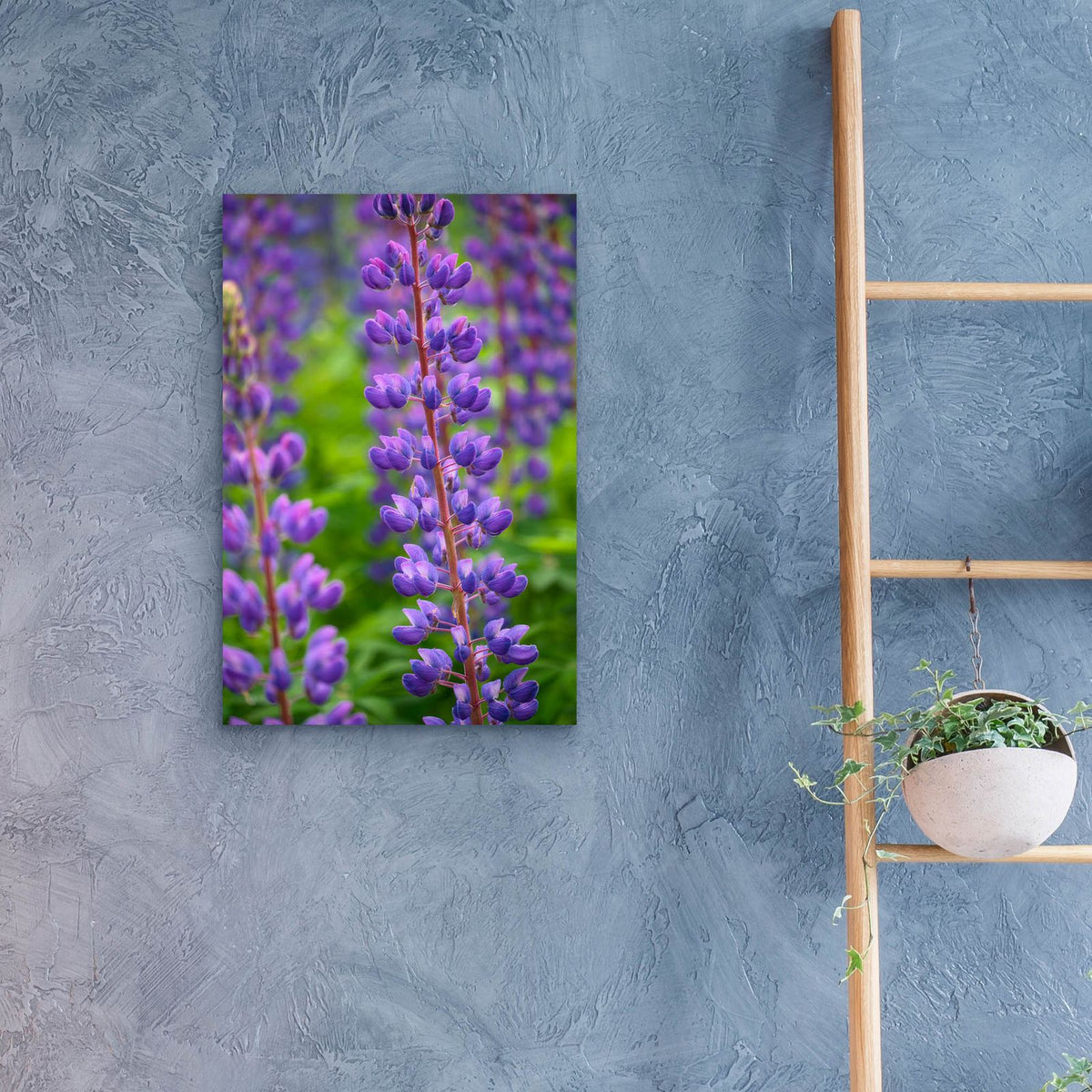 Blue Violet Lupine Flower by Cora Niele - 16x24 acrylic wall art in a room