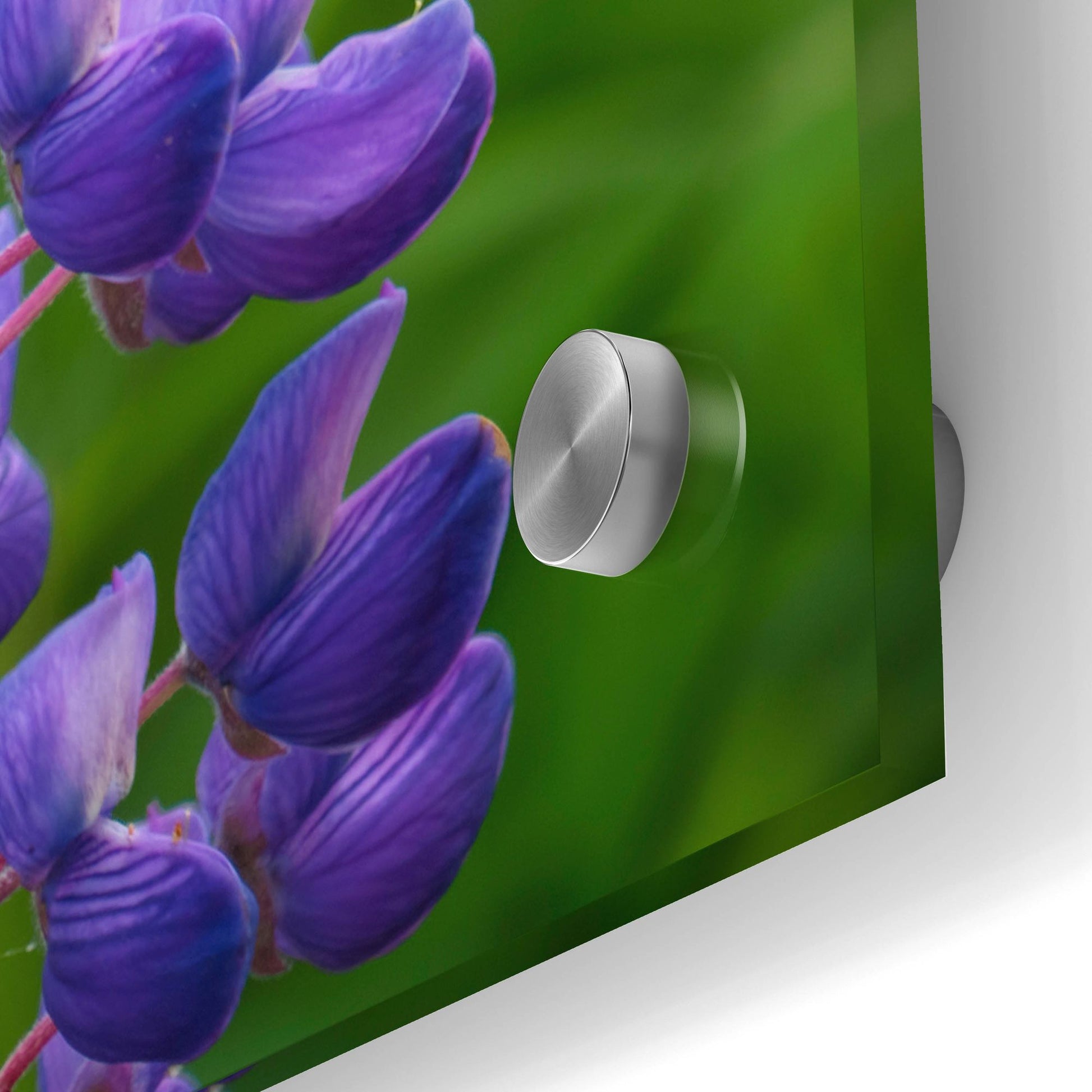 Epic Art 'Blue Violet Lupine Flower' by Cora Niele, Acrylic Glass Wall Art,24x36