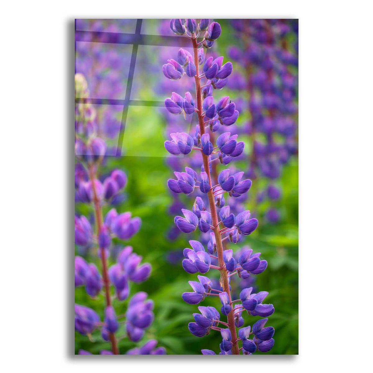 Blue Violet Lupine Flower by Cora Niele acrylic glass wall art