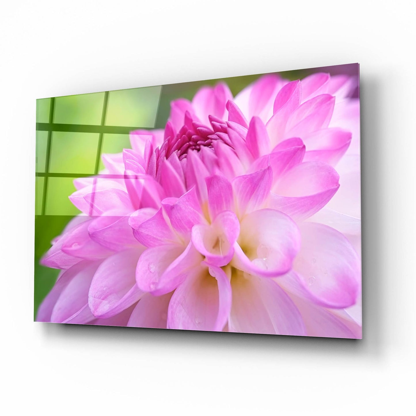 Epic Art 'Cerise Pink Dahlia' by Cora Niele, Acrylic Glass Wall Art,16x12