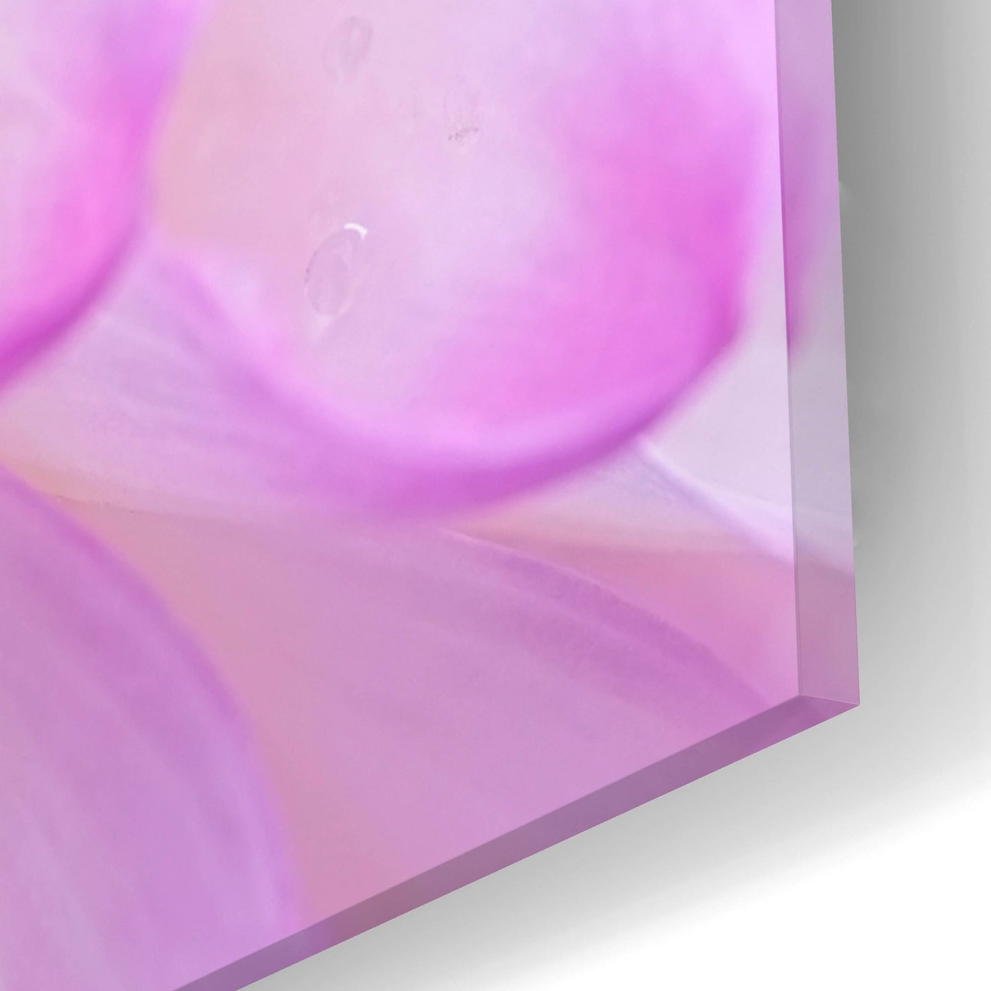 Epic Art 'Cerise Pink Dahlia' by Cora Niele, Acrylic Glass Wall Art,16x12