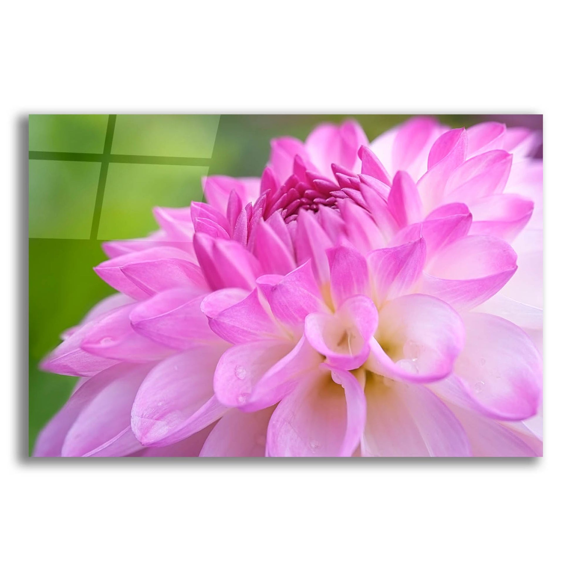 Epic Art 'Cerise Pink Dahlia' by Cora Niele, Acrylic Glass Wall Art,16x12