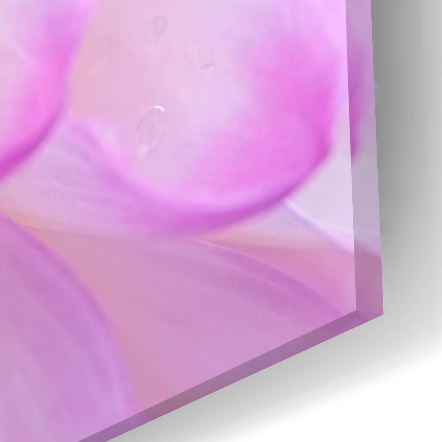 Epic Art 'Cerise Pink Dahlia' by Cora Niele, Acrylic Glass Wall Art,24x16