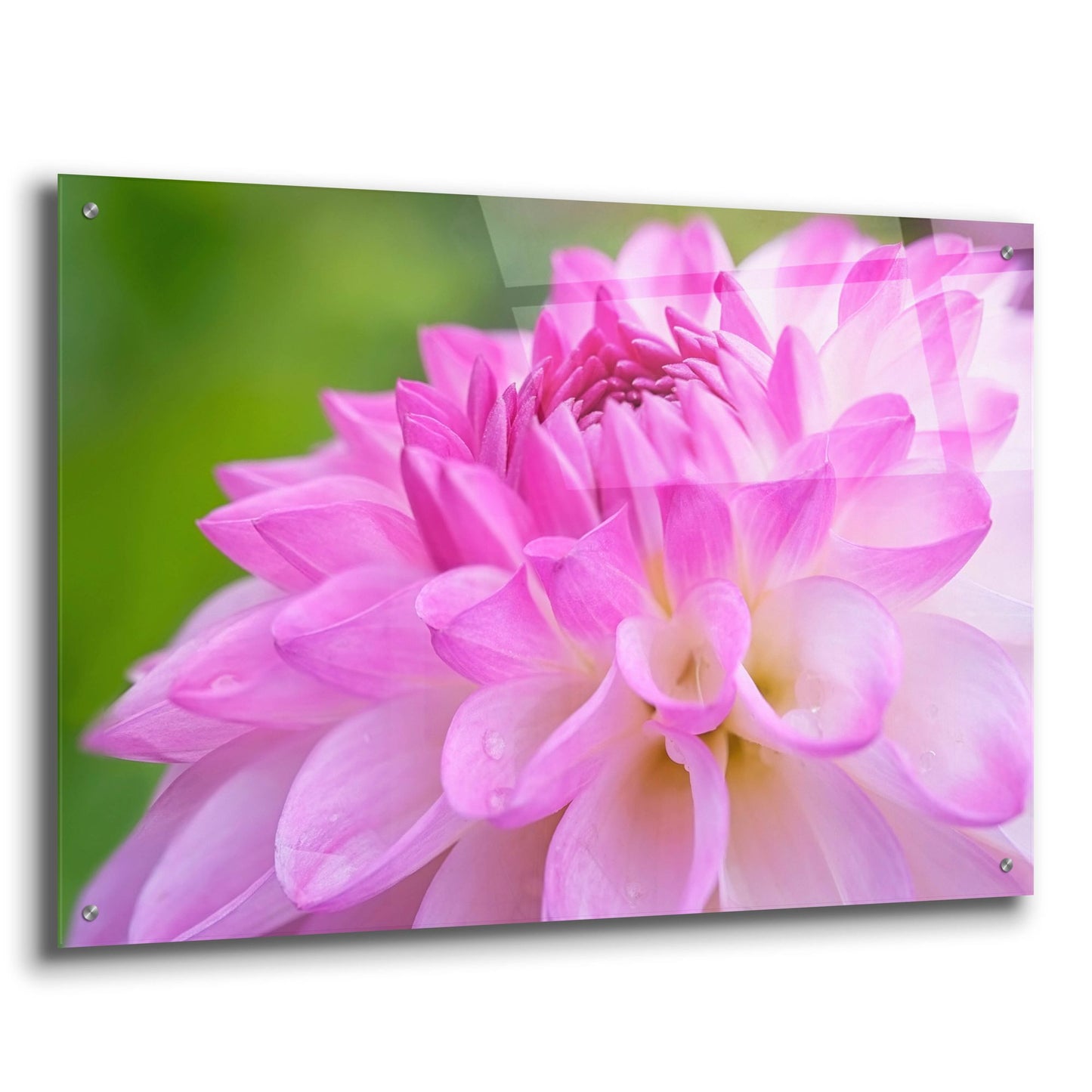 Epic Art 'Cerise Pink Dahlia' by Cora Niele, Acrylic Glass Wall Art,36x24