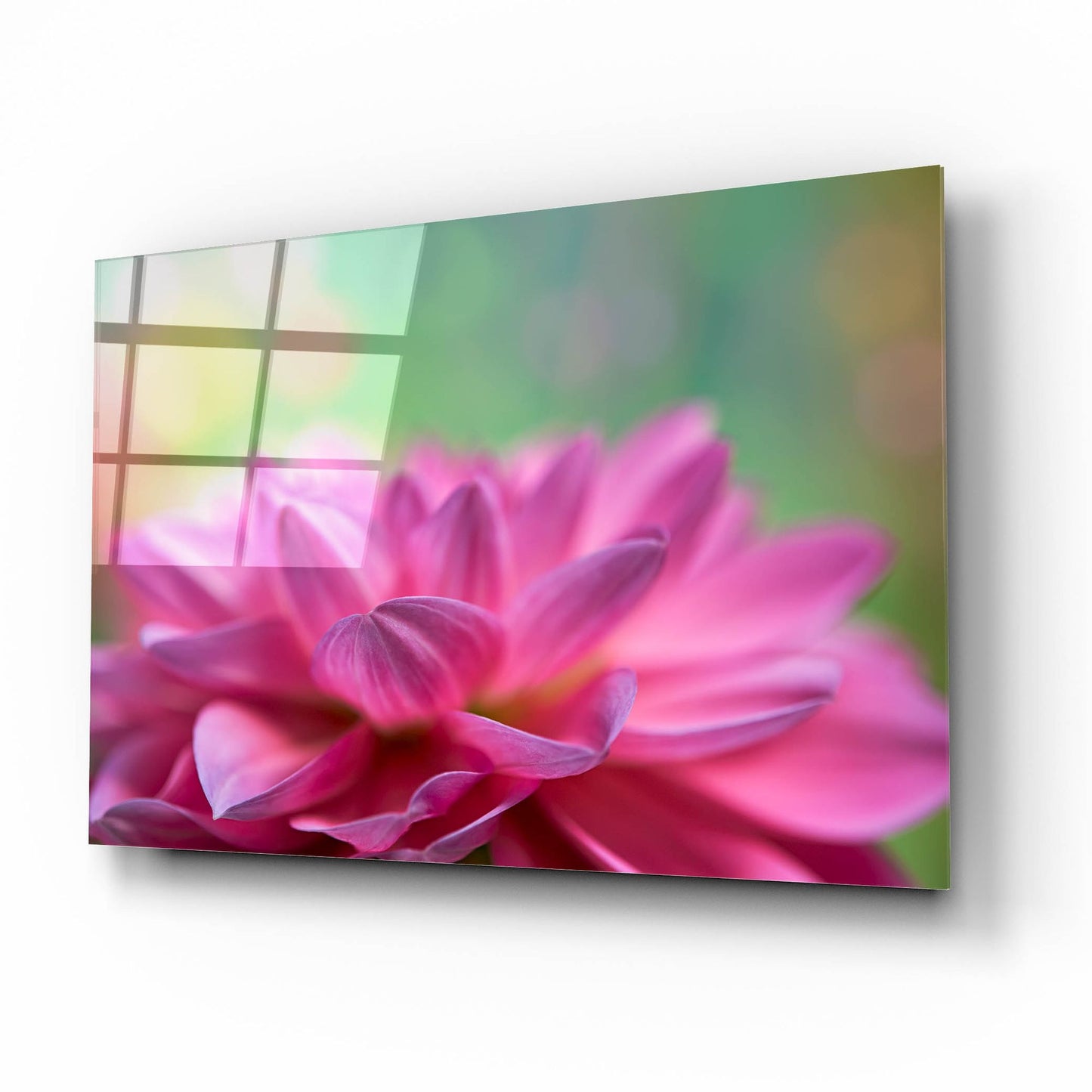 Epic Art 'Dahlia Petals' by Cora Niele, Acrylic Glass Wall Art,16x12