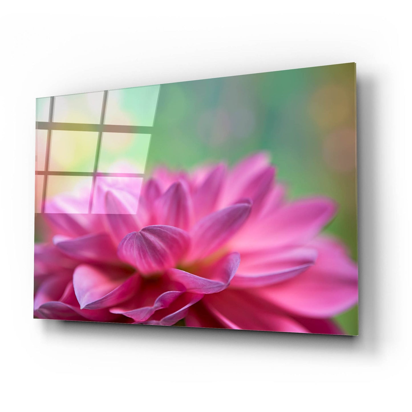 Epic Art 'Dahlia Petals' by Cora Niele, Acrylic Glass Wall Art,24x16