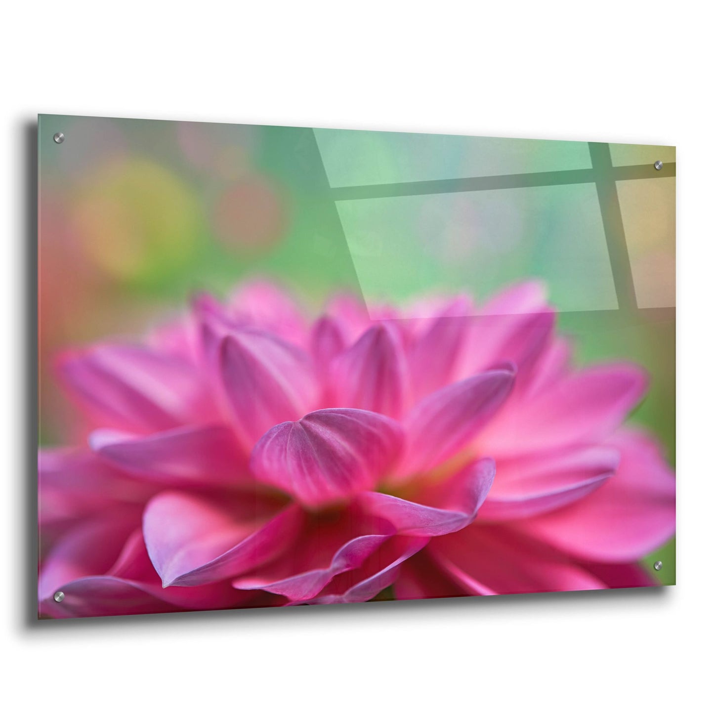 Epic Art 'Dahlia Petals' by Cora Niele, Acrylic Glass Wall Art,36x24