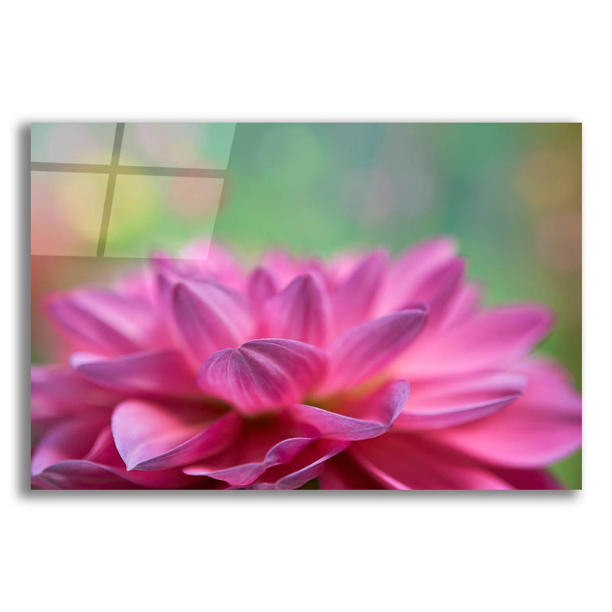 Dahlia Petals by Cora Niele acrylic glass wall art