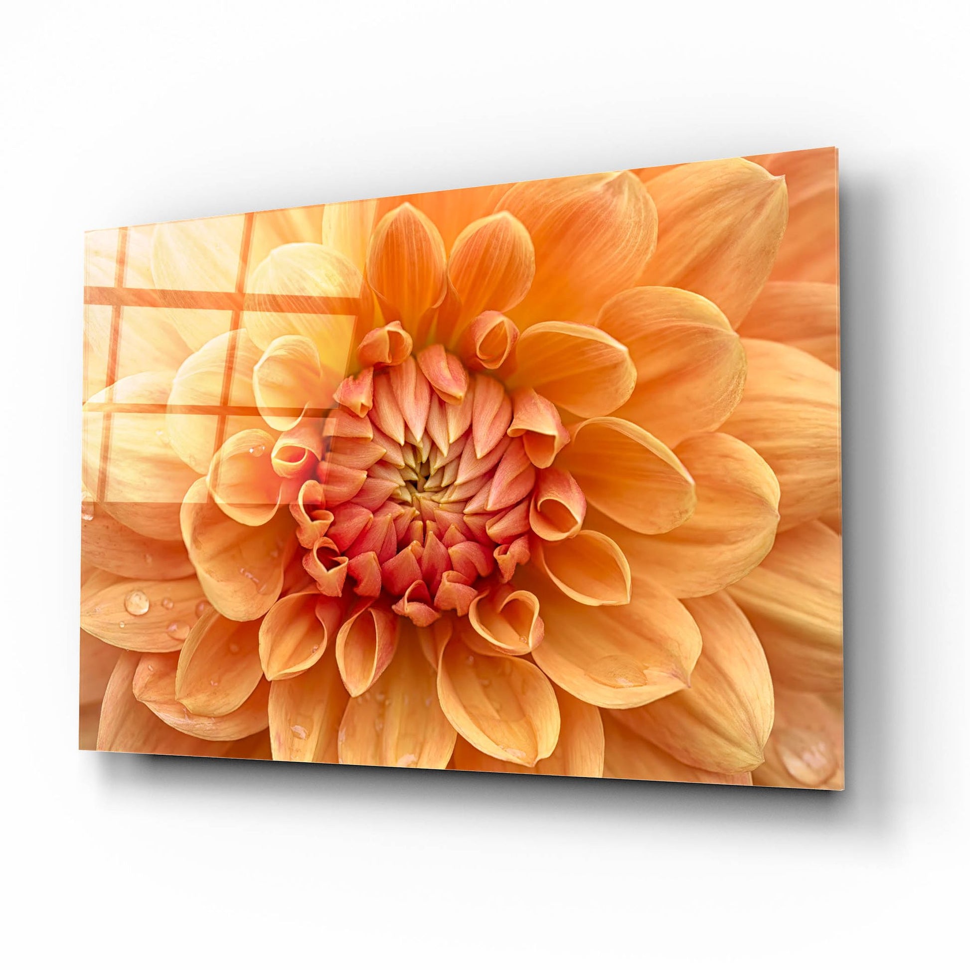 Epic Art 'Orange Dahlia' by Cora Niele, Acrylic Glass Wall Art,16x12