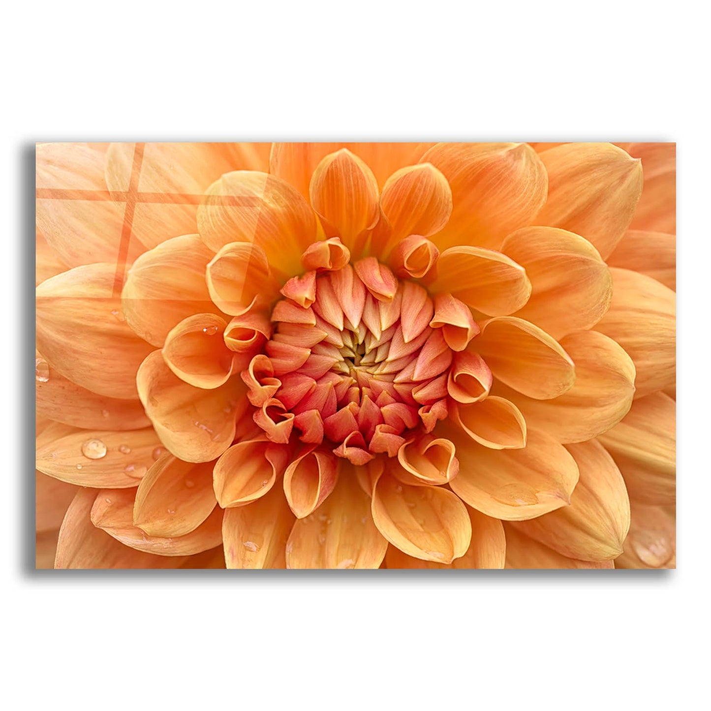 Epic Art 'Orange Dahlia' by Cora Niele, Acrylic Glass Wall Art,16x12