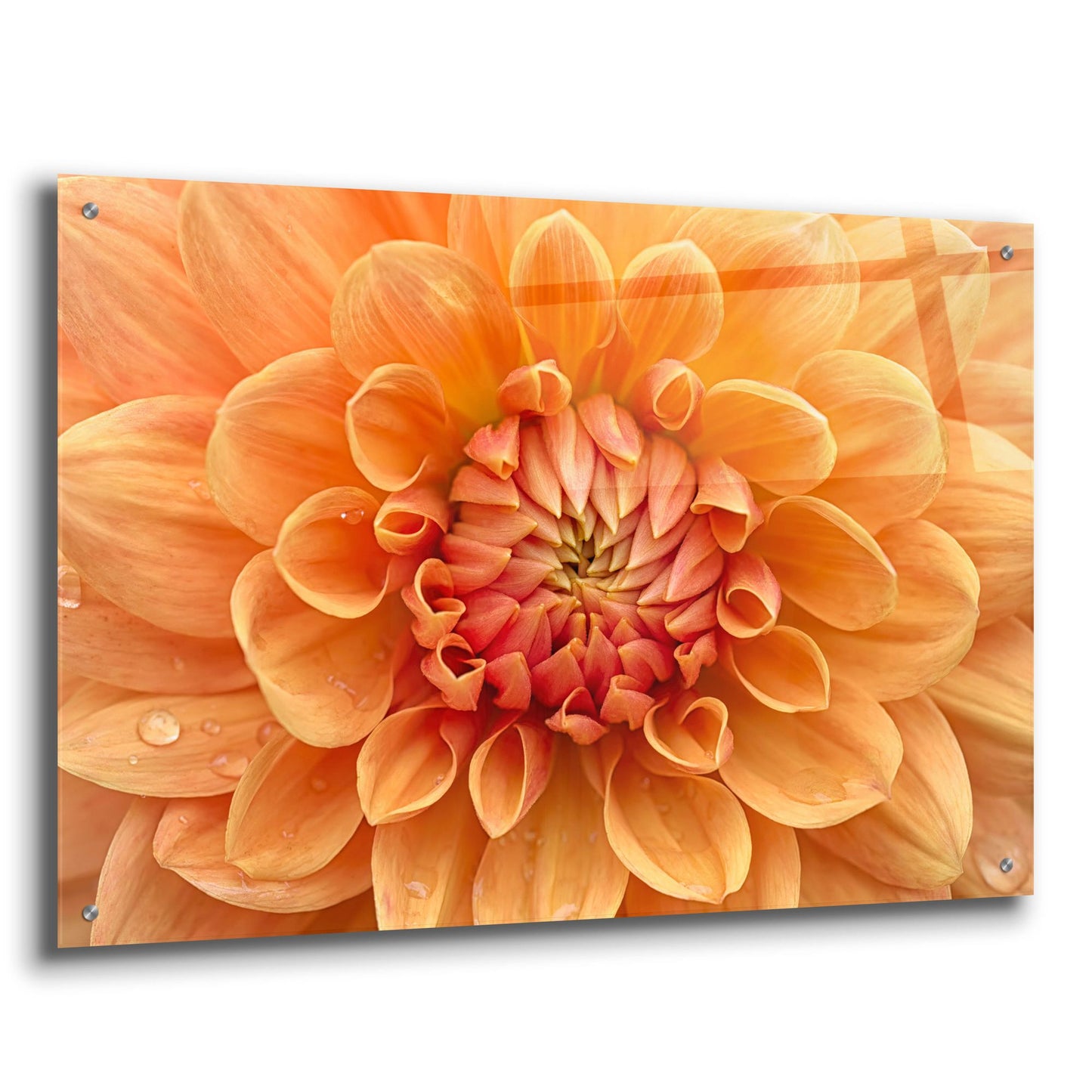 Epic Art 'Orange Dahlia' by Cora Niele, Acrylic Glass Wall Art,36x24