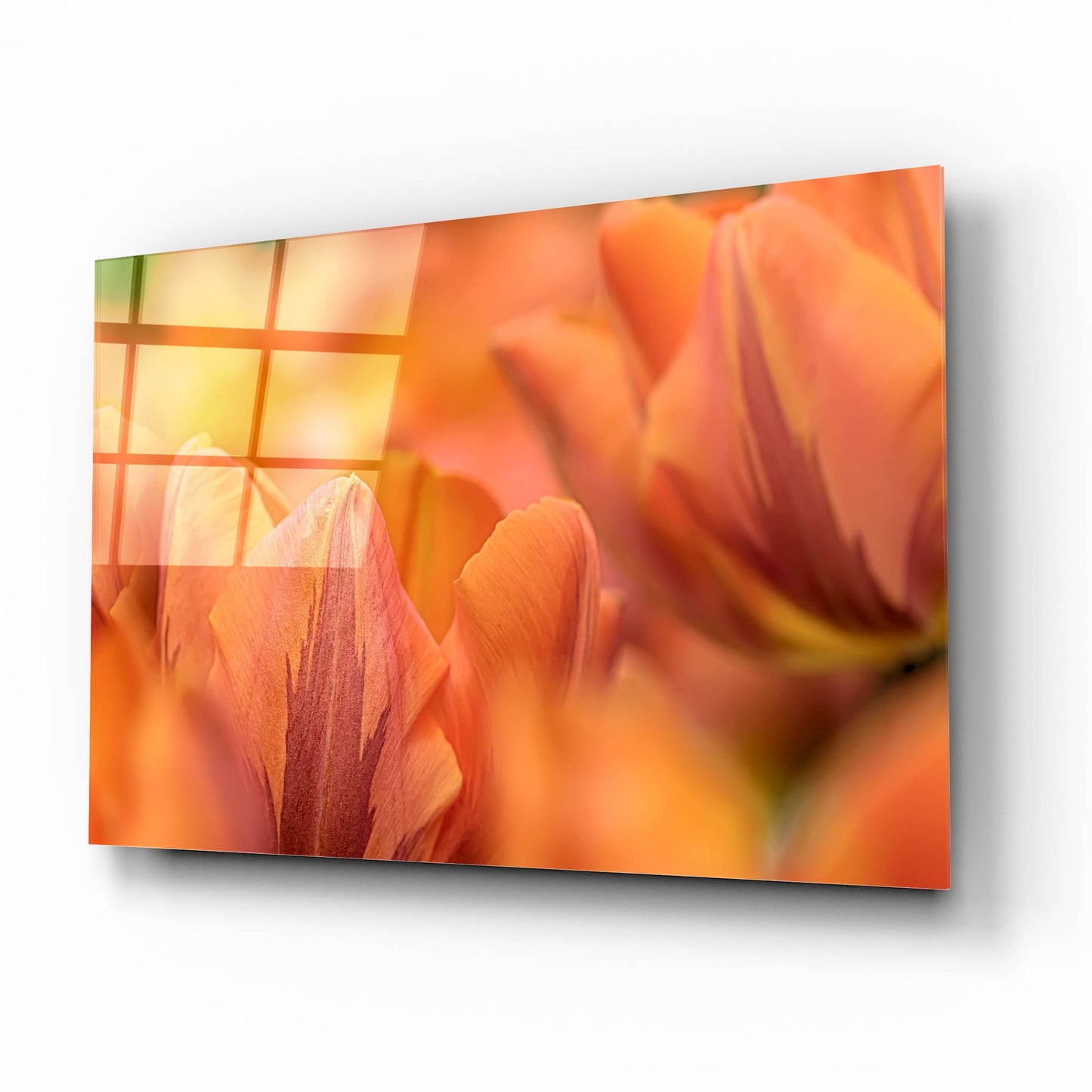 Epic Art 'Orange Tulips' by Cora Niele, Acrylic Glass Wall Art,16x12