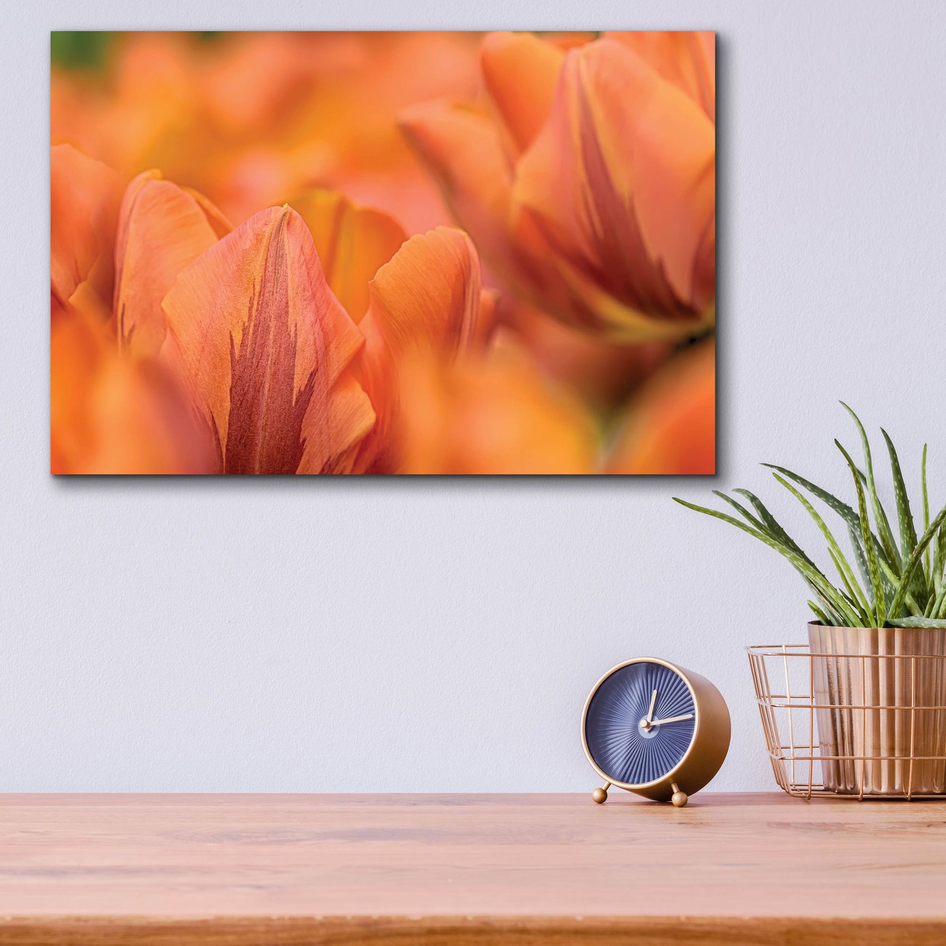 Epic Art 'Orange Tulips' by Cora Niele, Acrylic Glass Wall Art,16x12